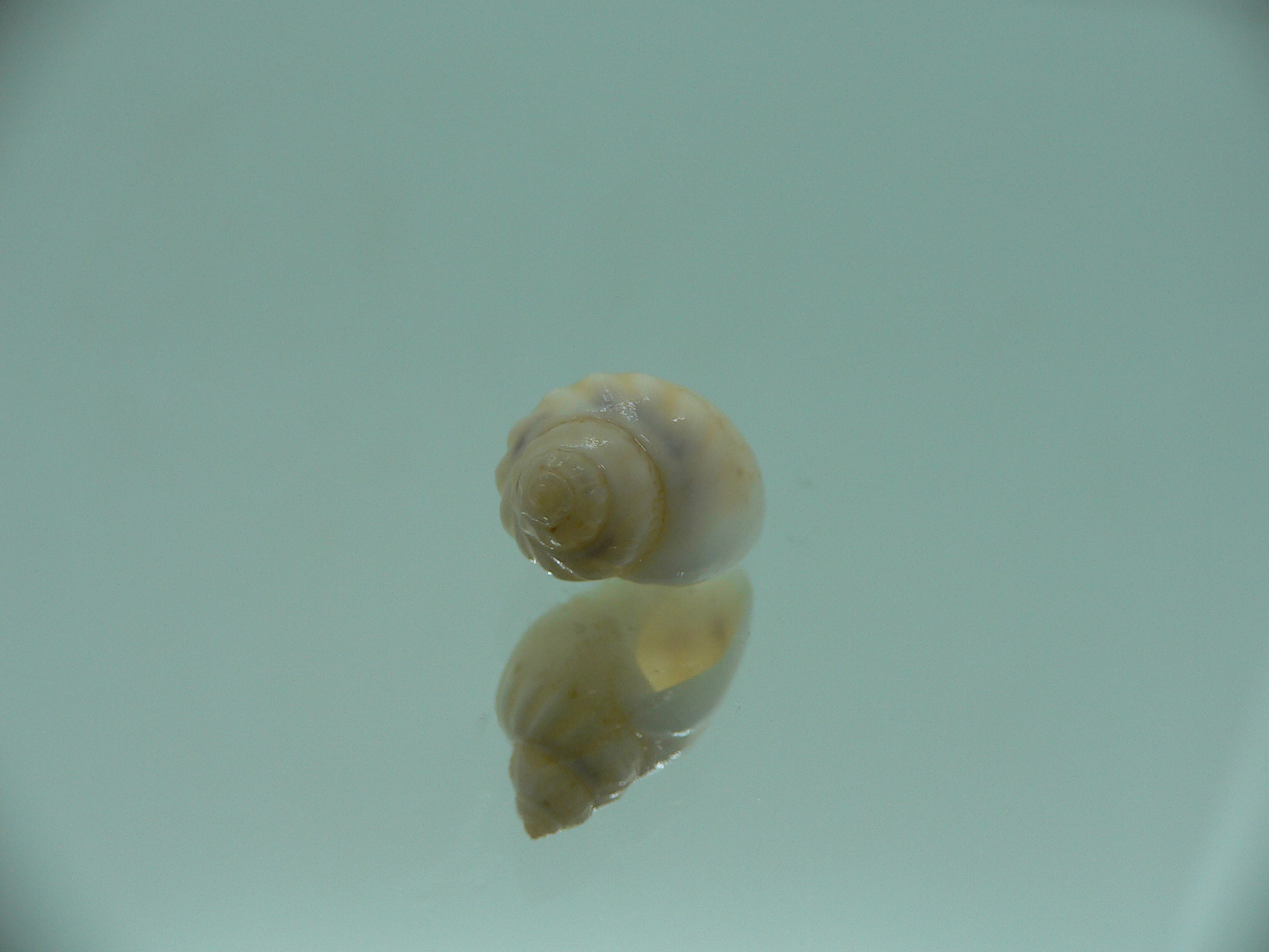 Nassodonta dorri (Oligohalinophila dorri) BIG & BRIGHT