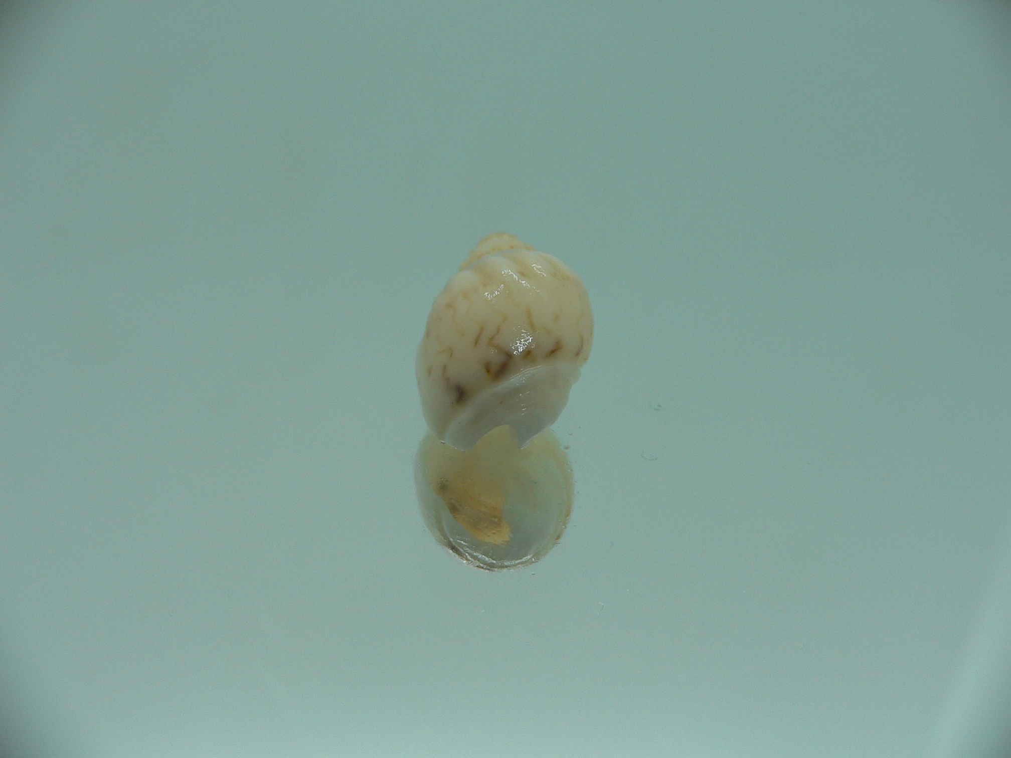 Nassodonta dorri (Oligohalinophila dorri) BIG & BRIGHT