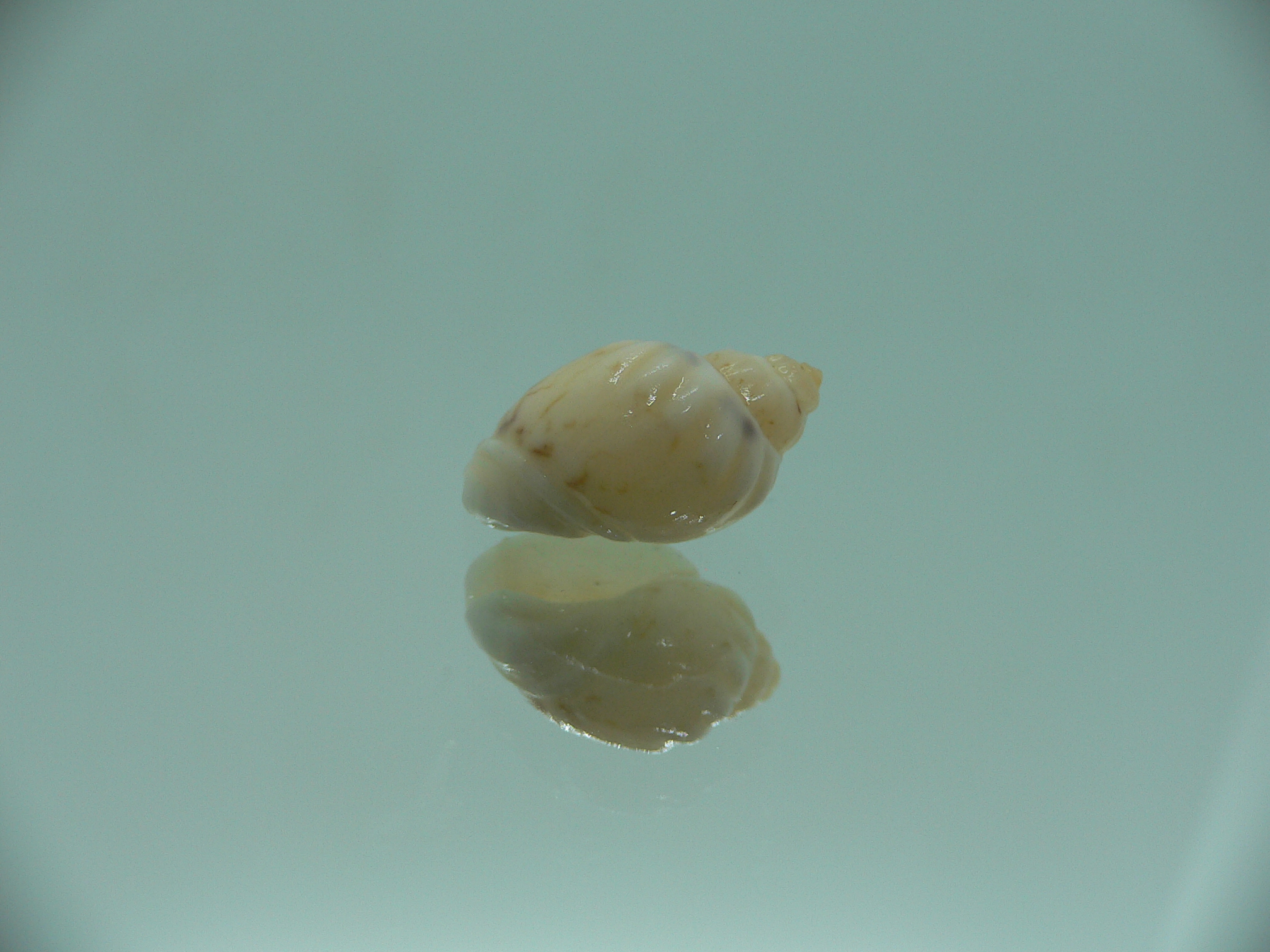 Nassodonta dorri (Oligohalinophila dorri) BIG & BRIGHT