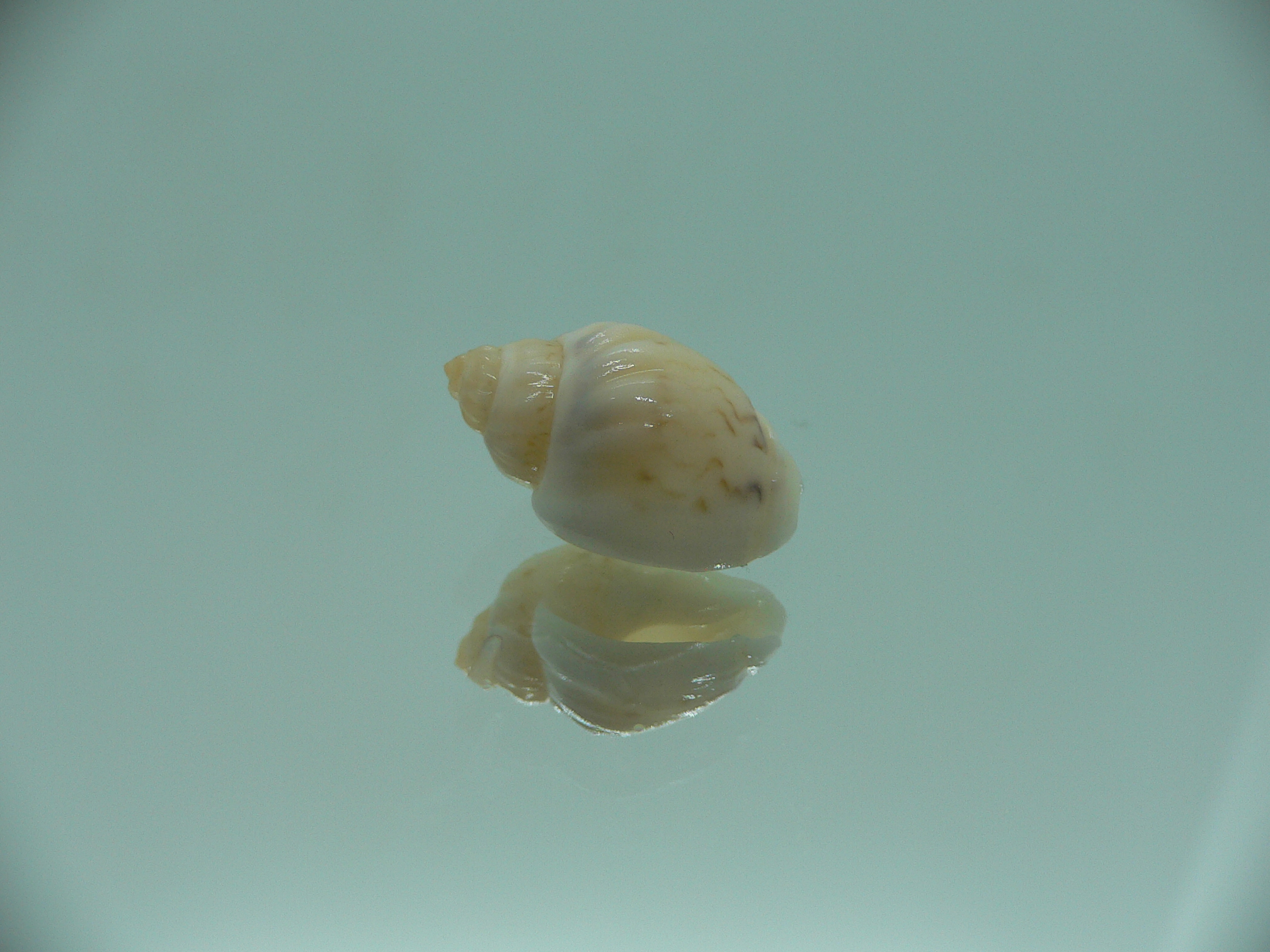 Nassodonta dorri (Oligohalinophila dorri) BIG & BRIGHT