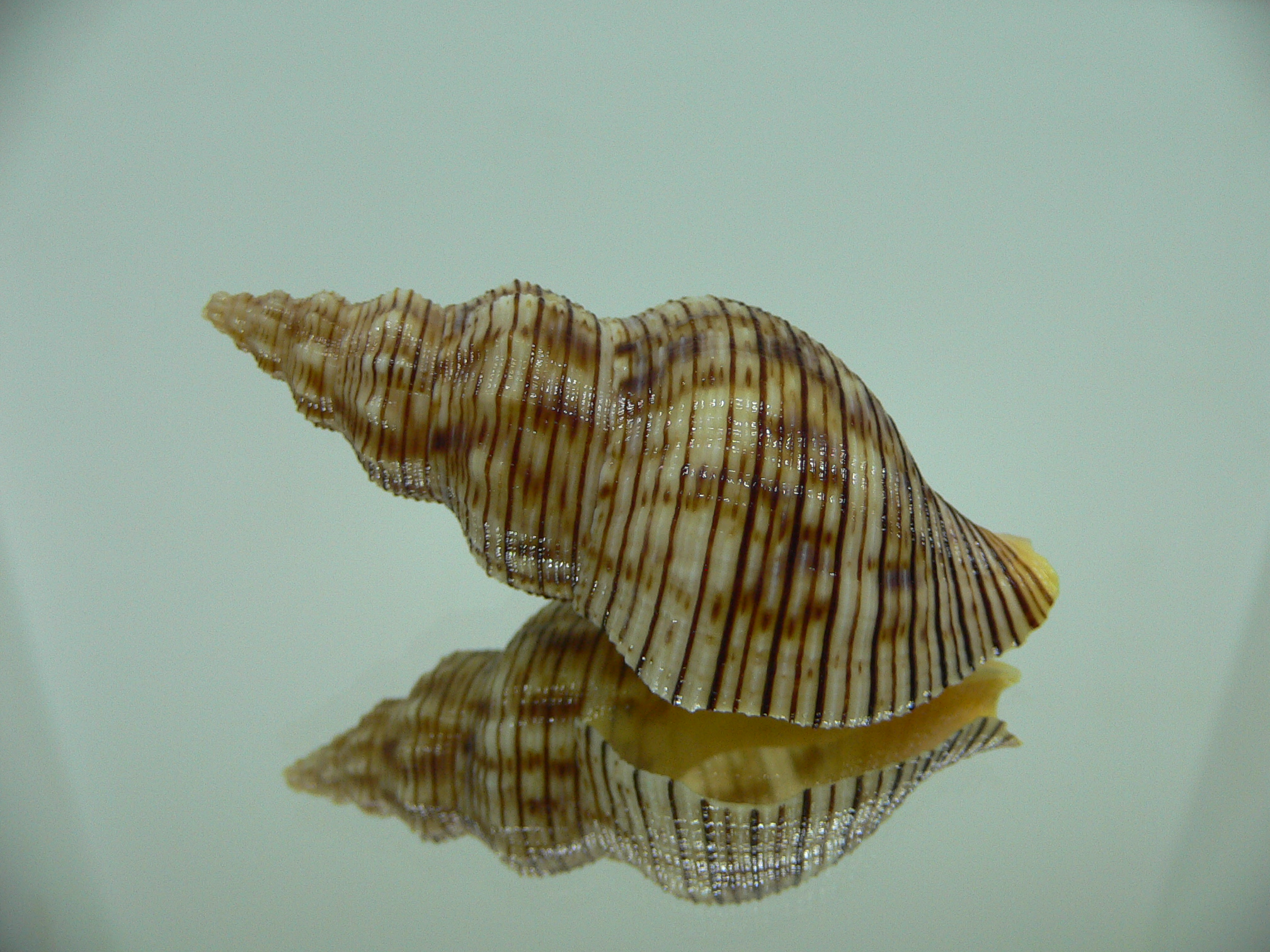 Siphonalia spadicea spadicea SPOTS