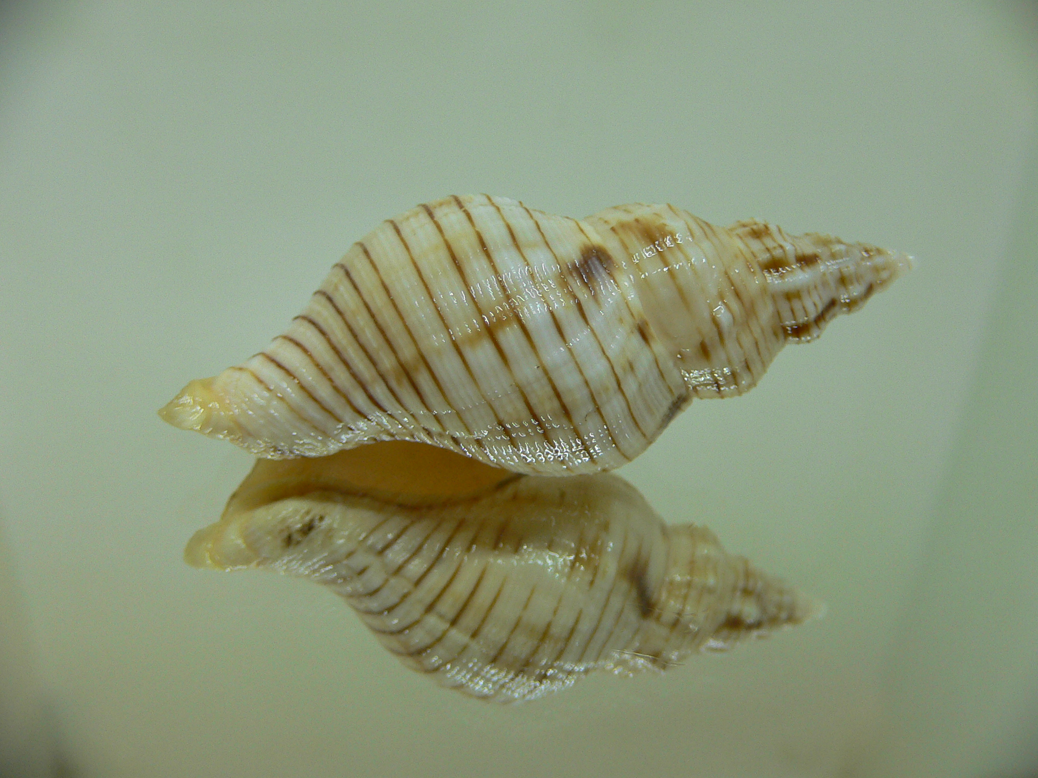 Siphonalia spadicea spadicea SPOTS