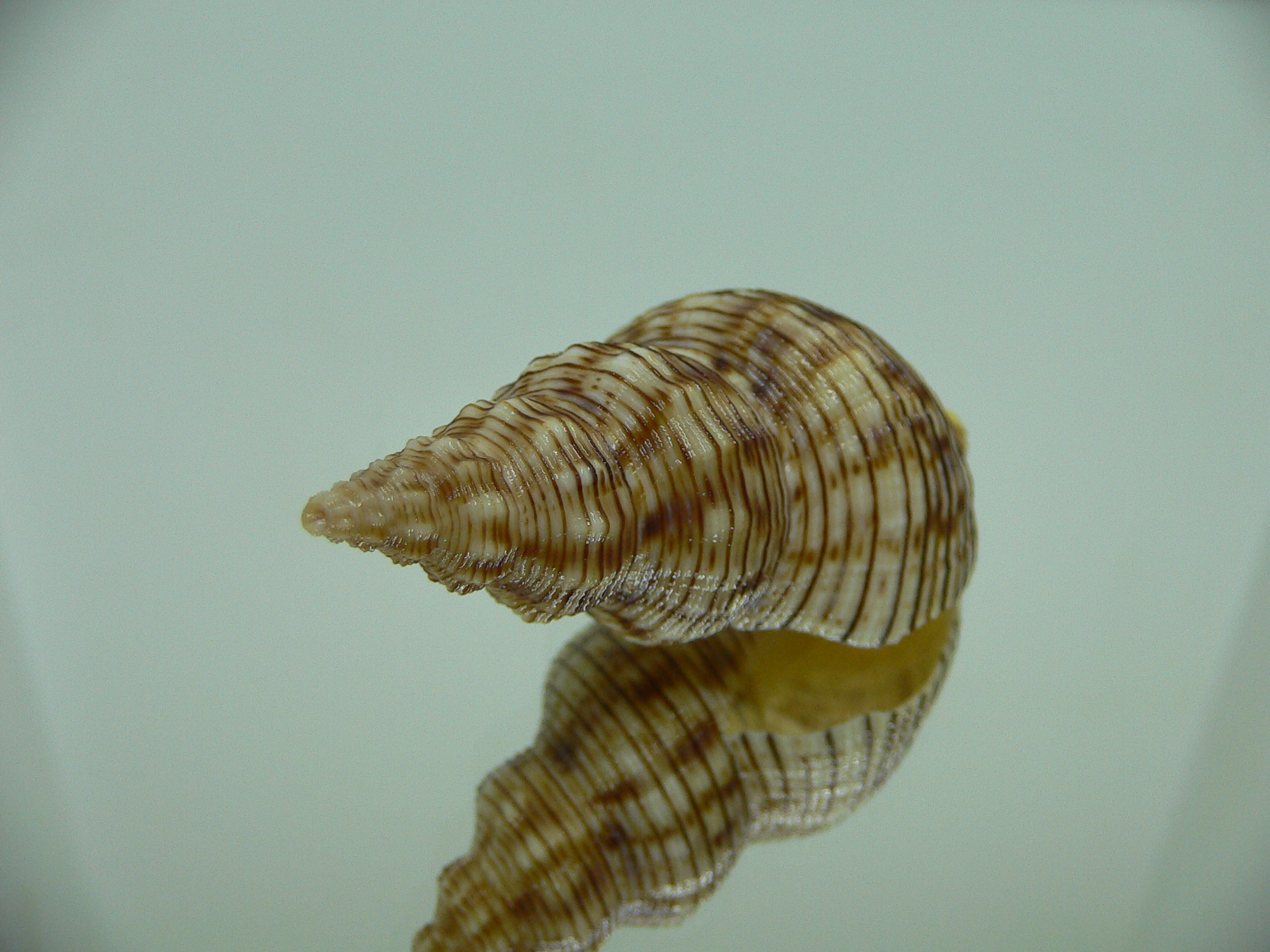 Siphonalia spadicea spadicea SPOTS