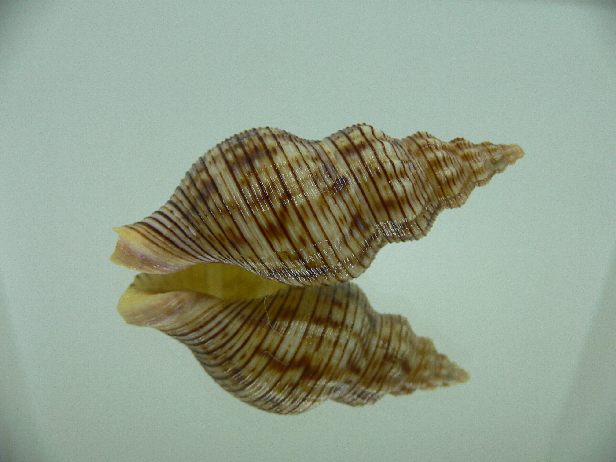 Siphonalia spadicea spadicea SPOTS