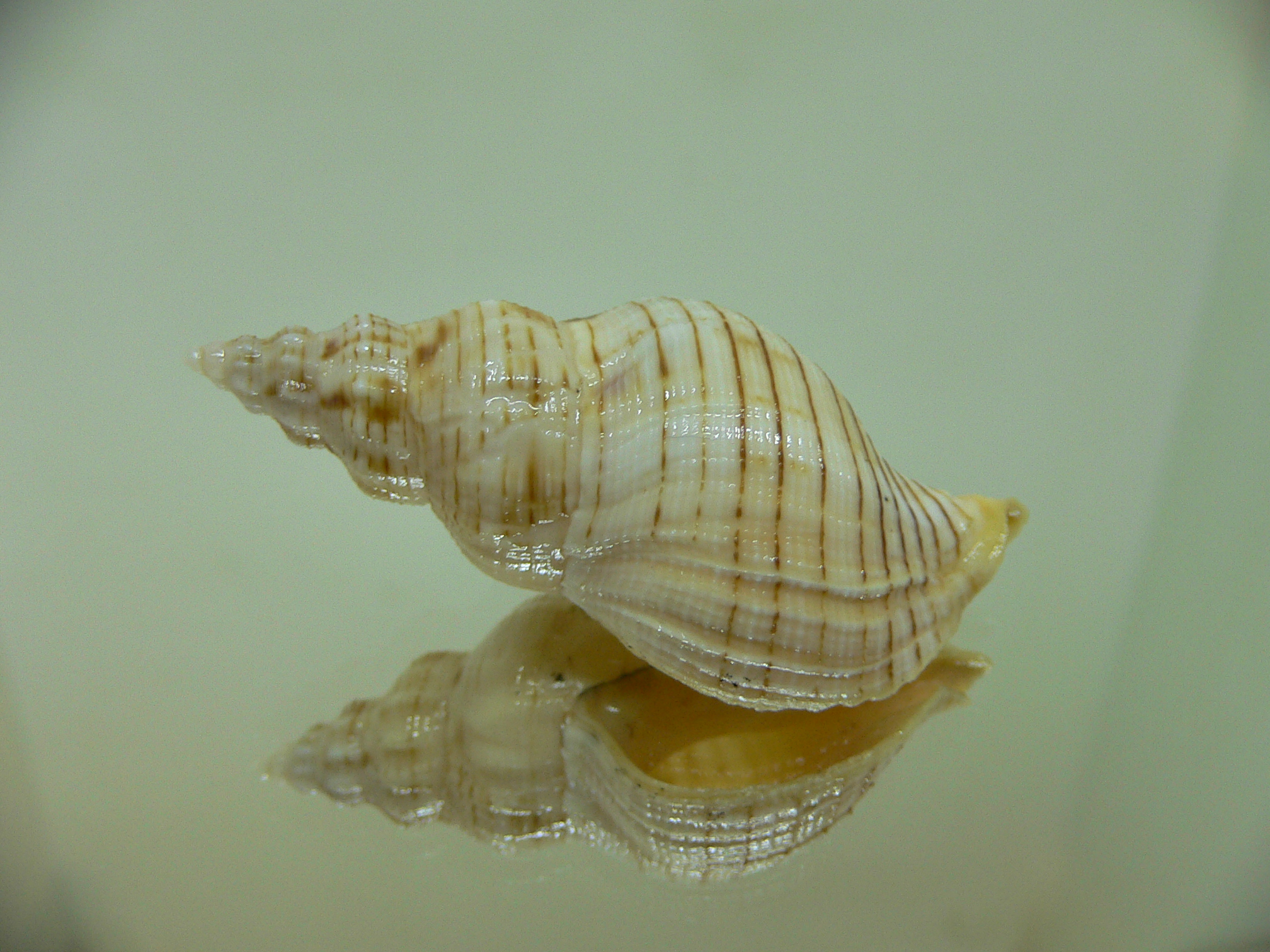 Siphonalia spadicea spadicea SPOTS