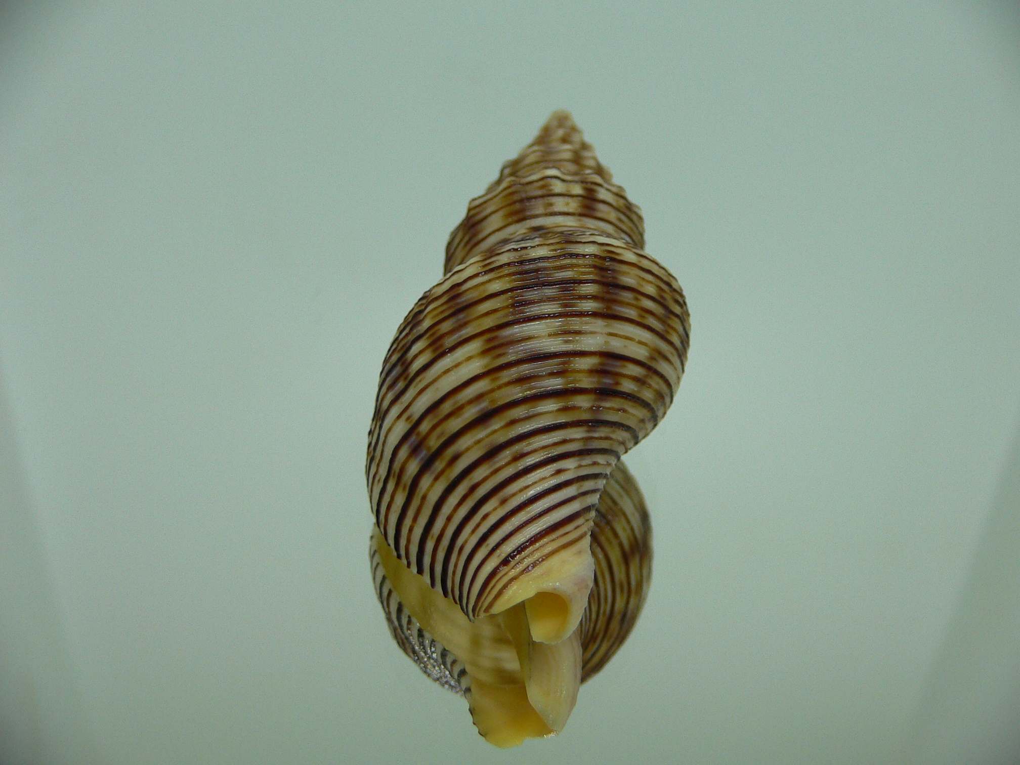 Siphonalia spadicea spadicea SPOTS
