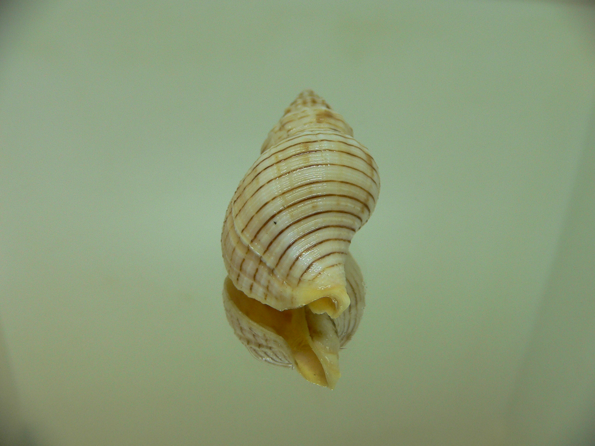 Siphonalia spadicea spadicea SPOTS