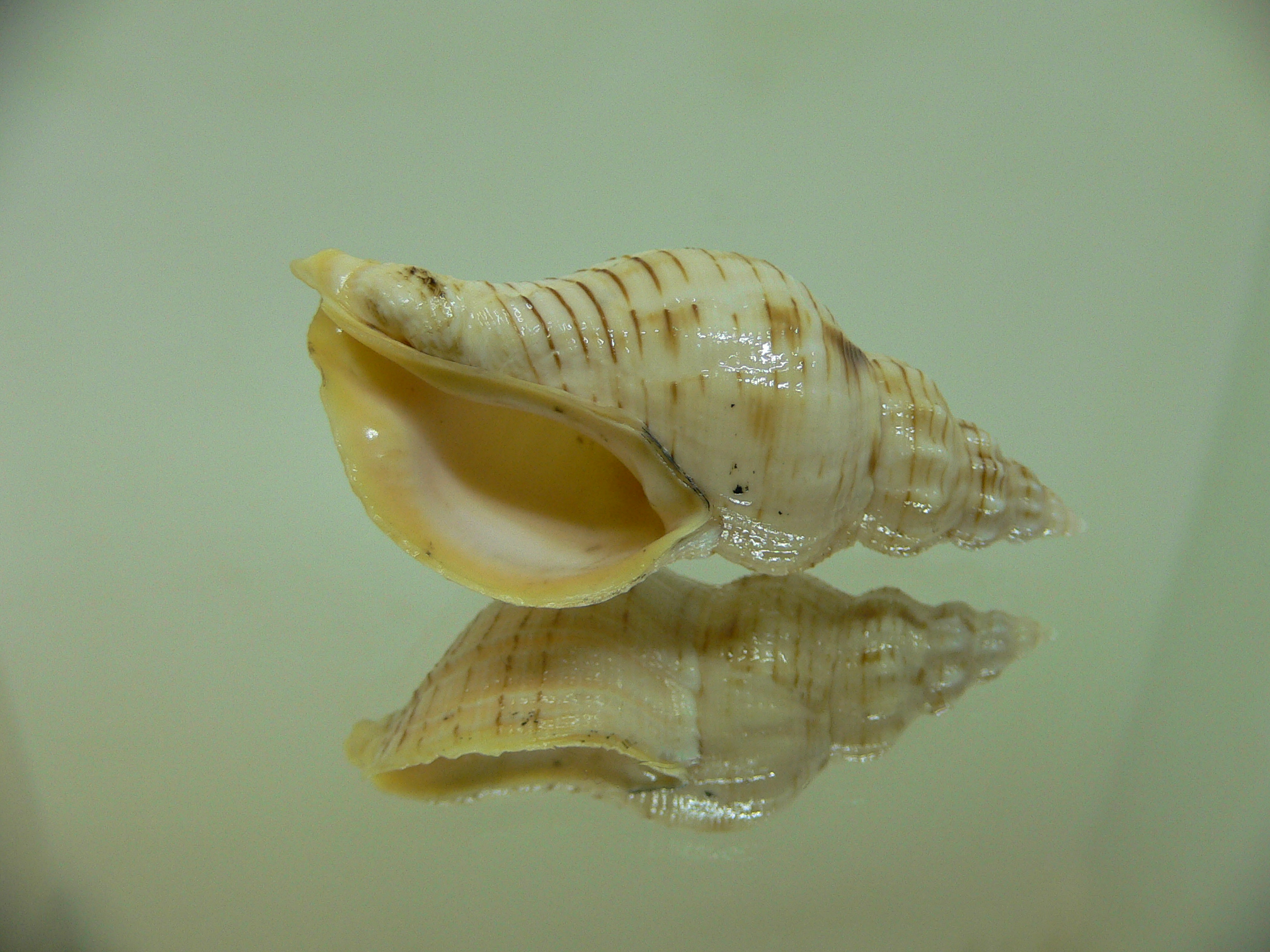 Siphonalia spadicea spadicea SPOTS