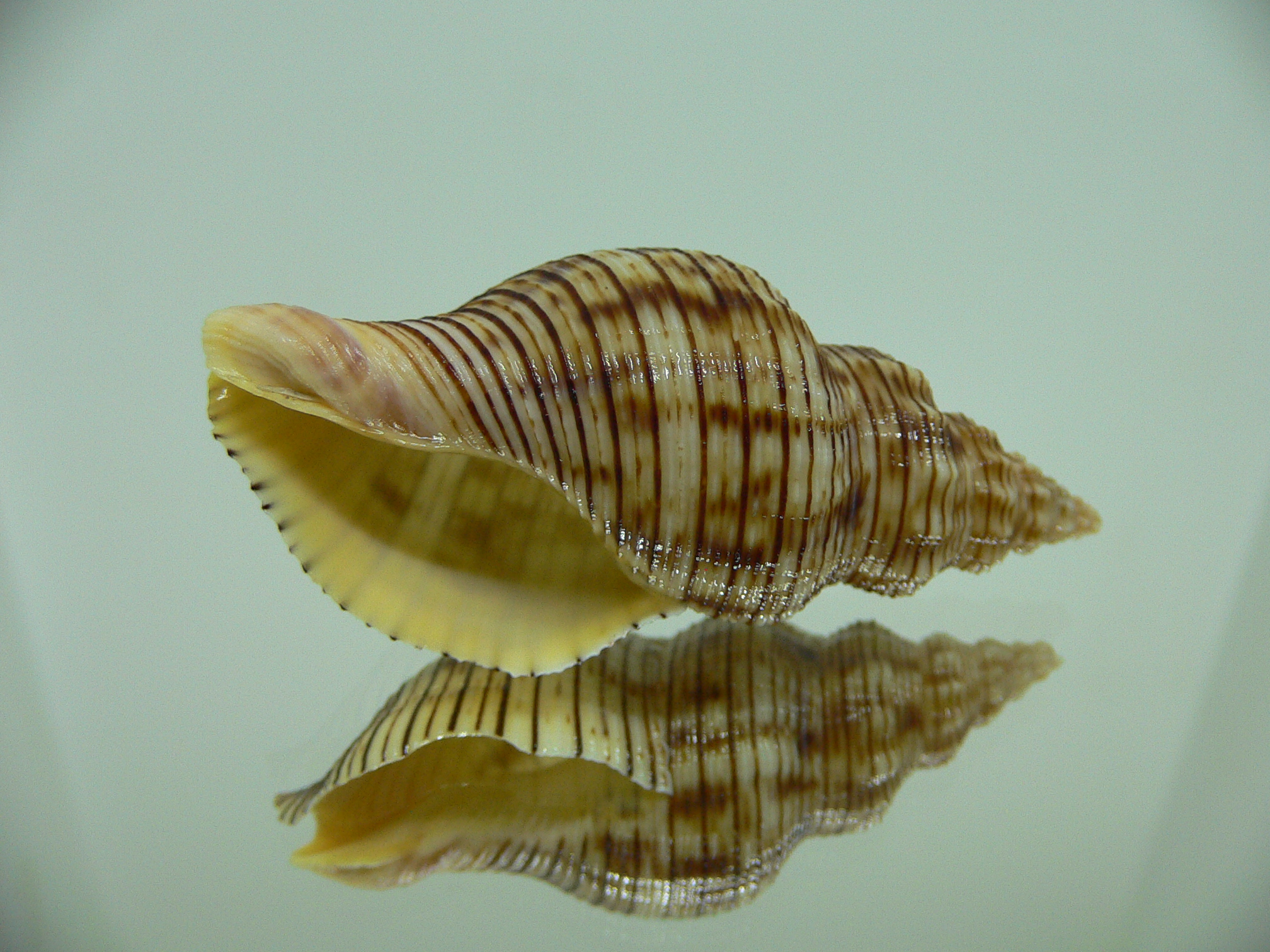 Siphonalia spadicea spadicea SPOTS