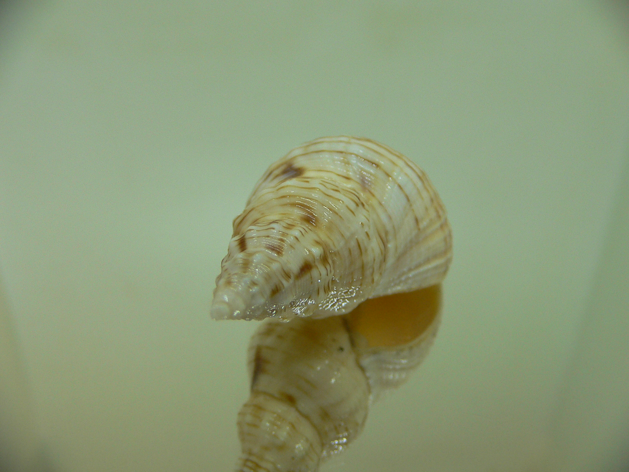 Siphonalia spadicea spadicea SPOTS