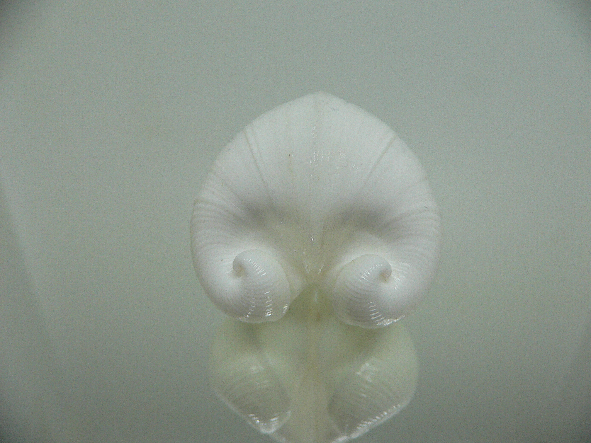 Meiocardia cumingi GLOBOSE
