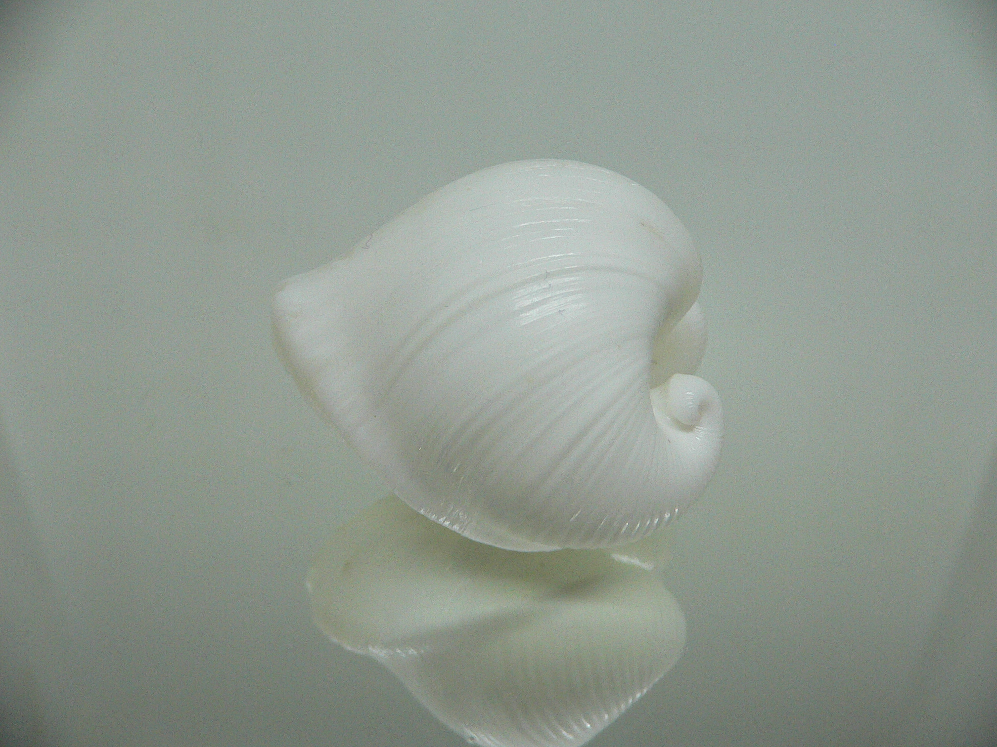 Meiocardia cumingi GLOBOSE