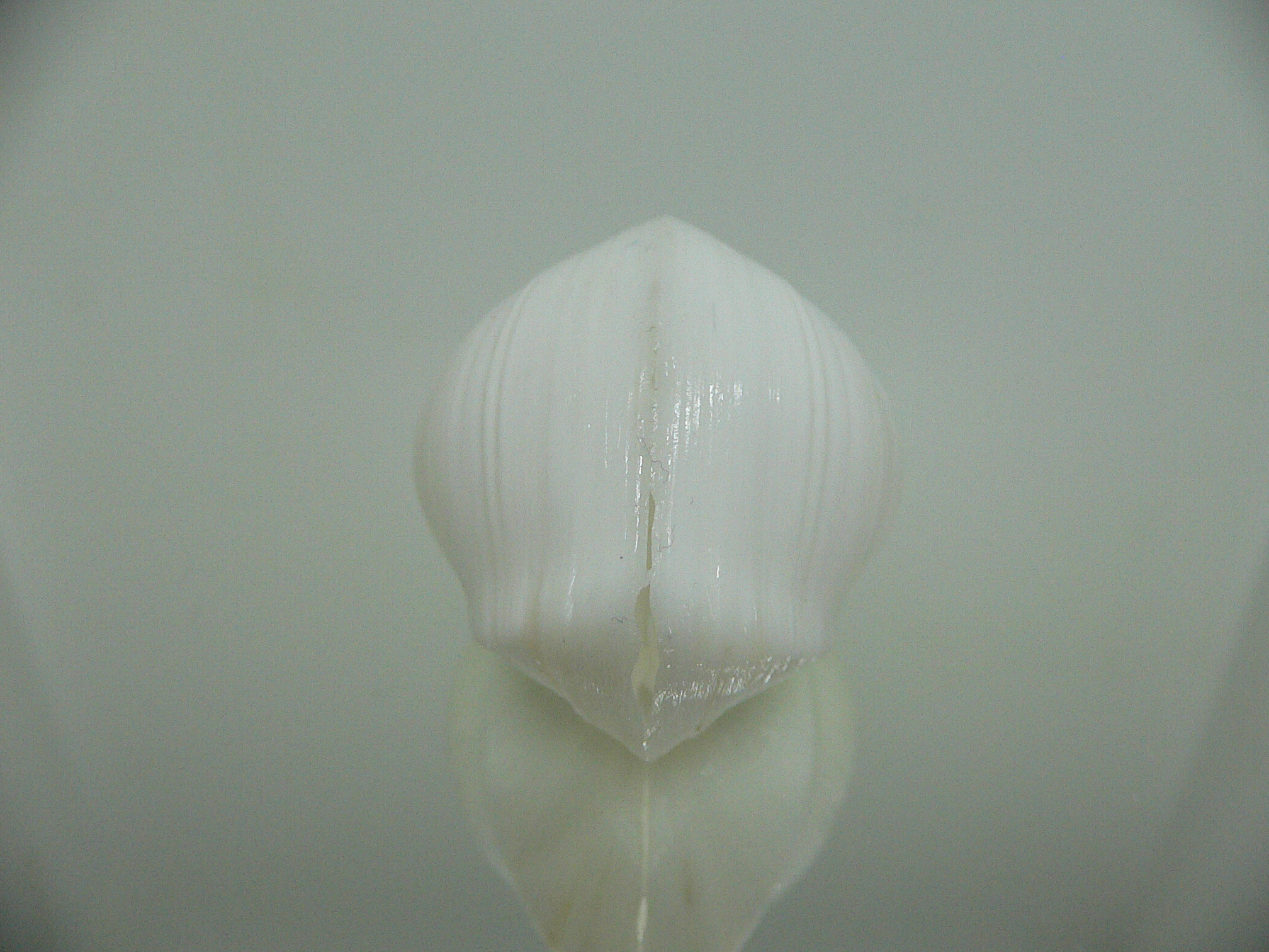 Meiocardia cumingi GLOBOSE