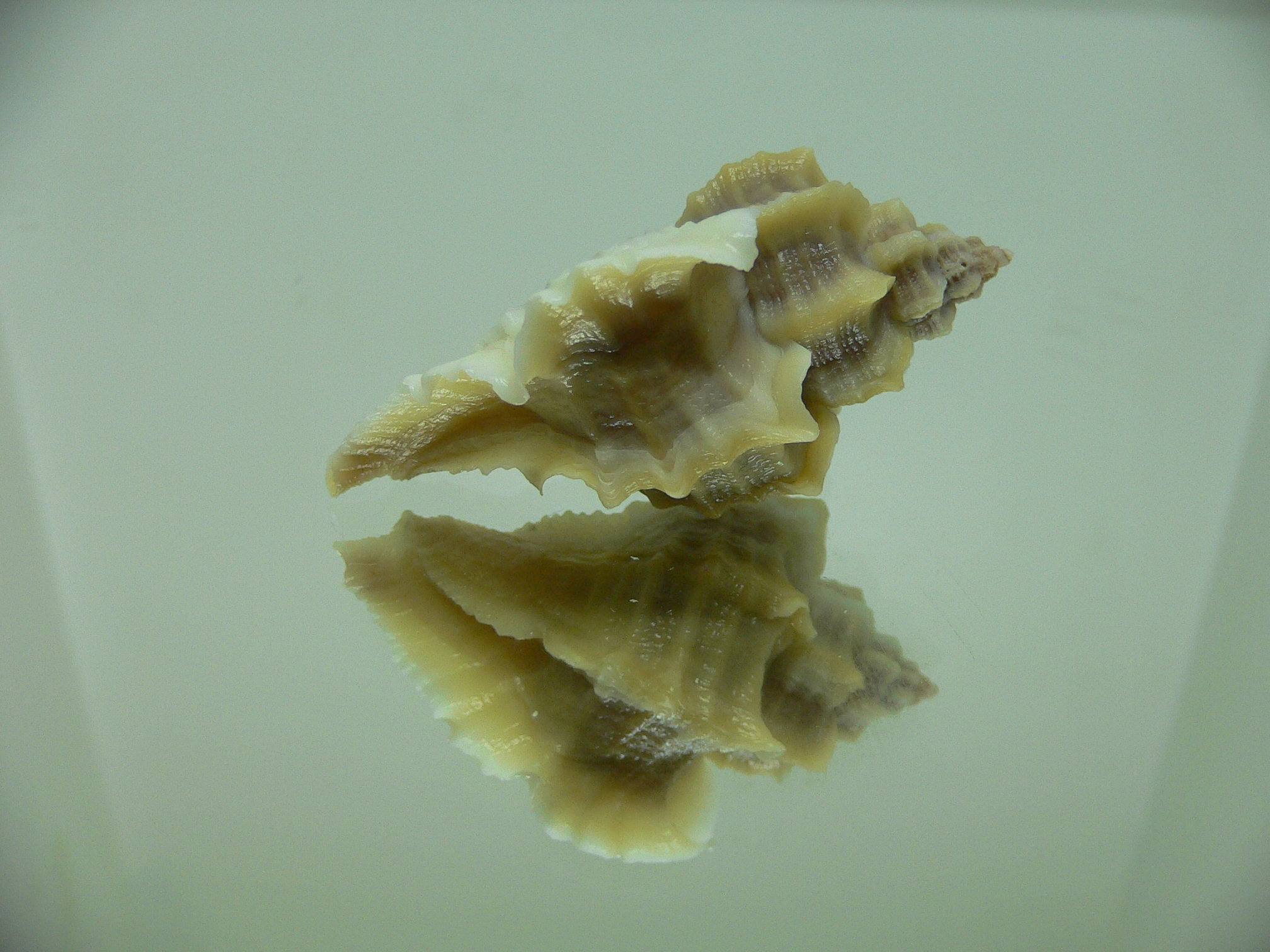 Ocenebra inornata SOUTHERN FORM 4