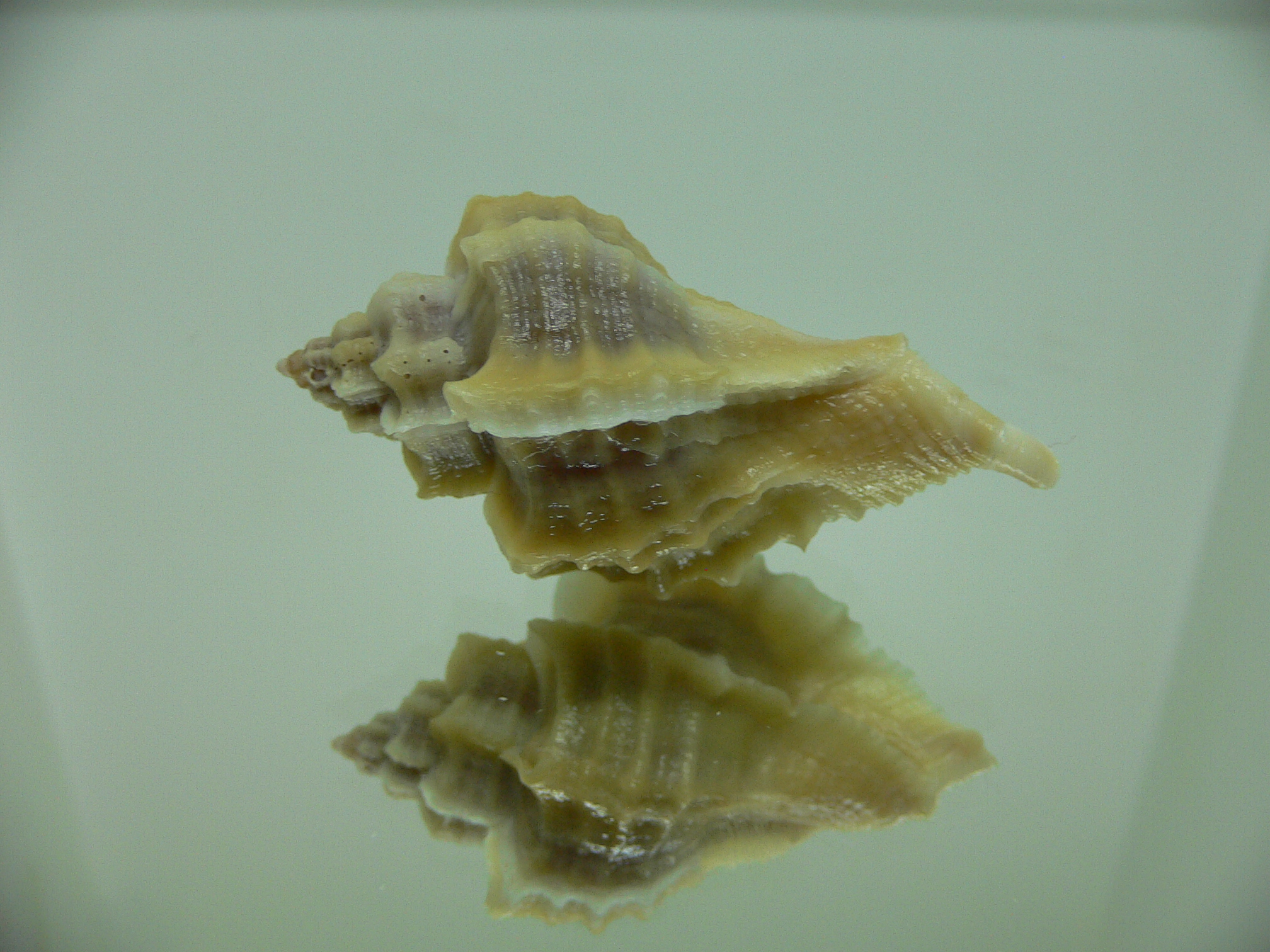 Ocenebra inornata SOUTHERN FORM 4