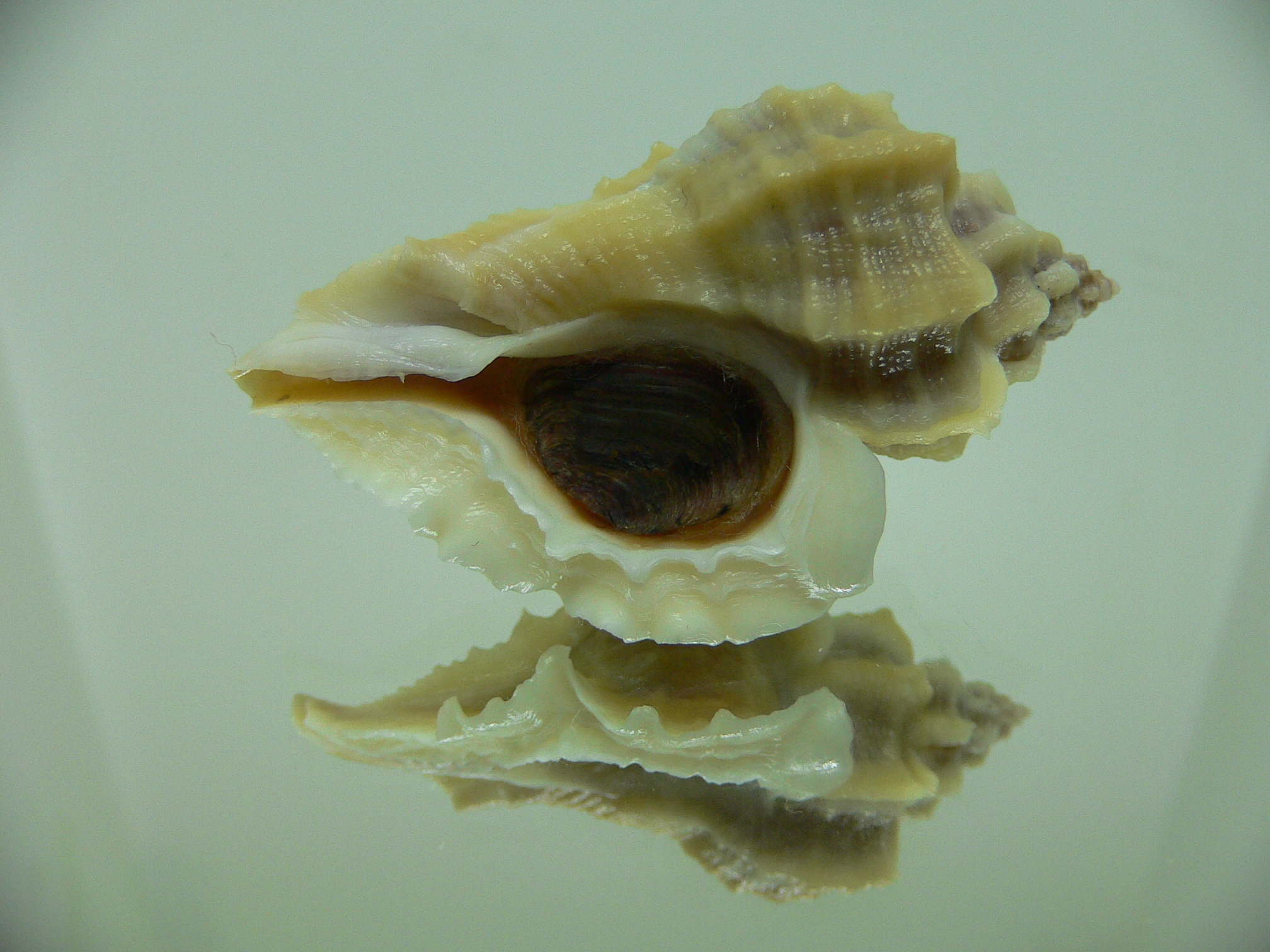 Ocenebra inornata SOUTHERN FORM 4