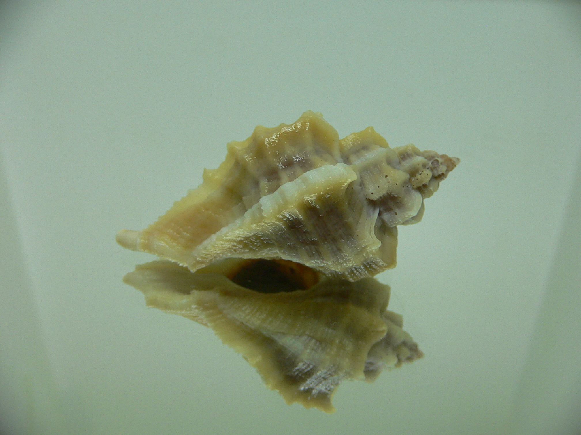 Ocenebra inornata SOUTHERN FORM 4
