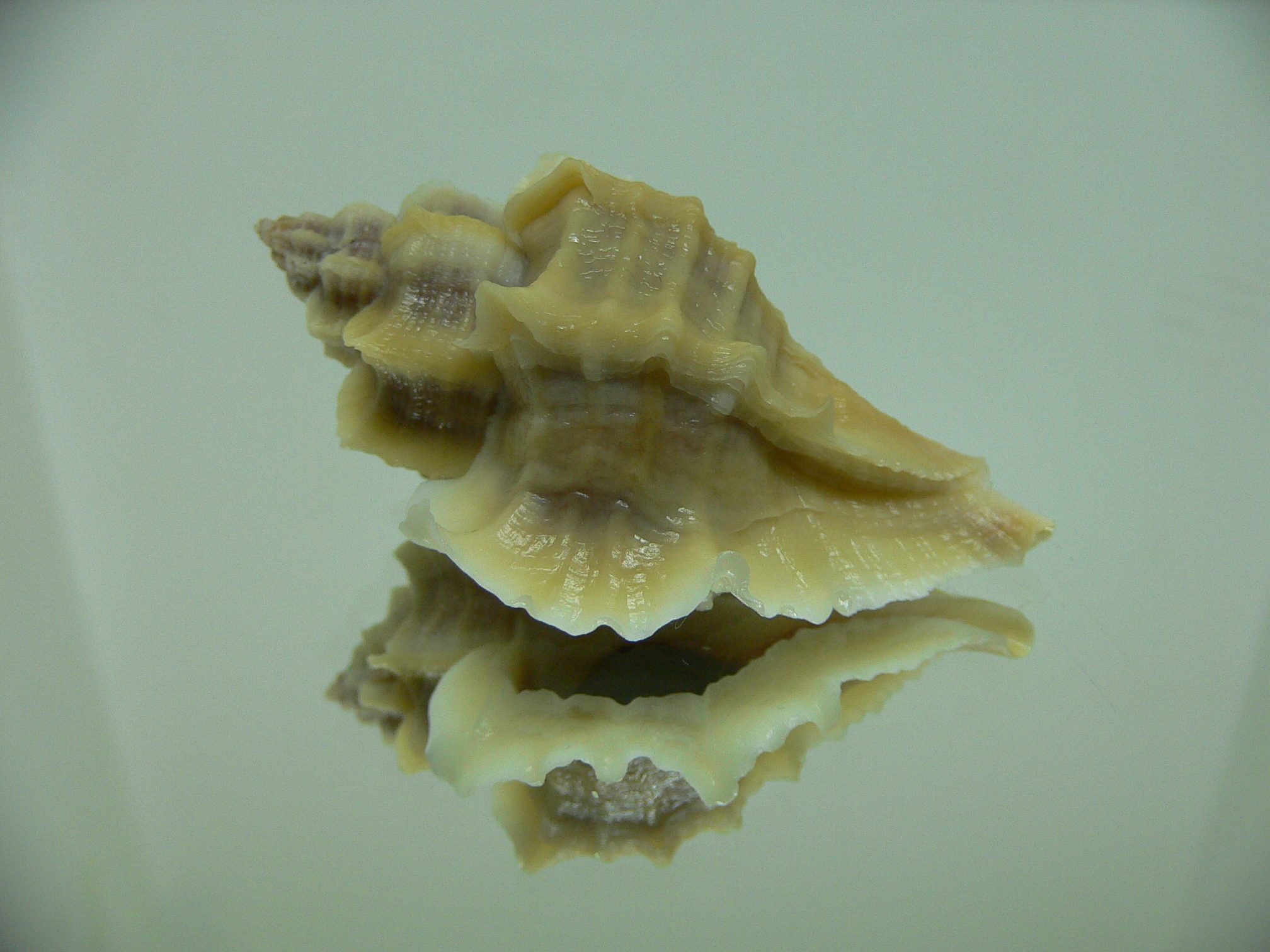 Ocenebra inornata SOUTHERN FORM 4