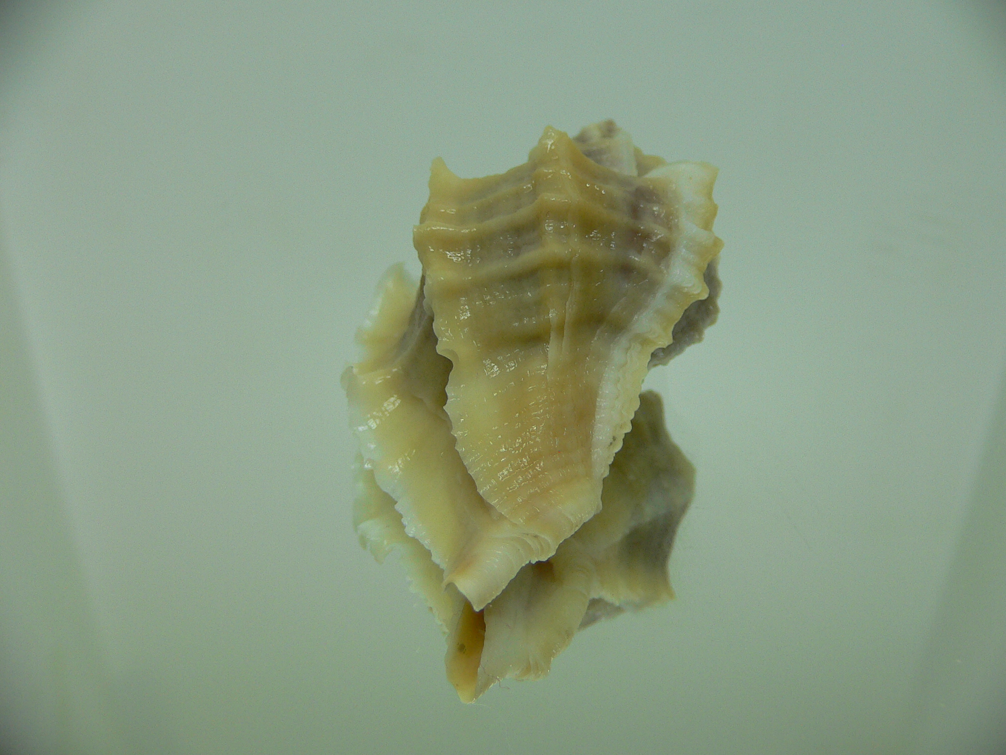 Ocenebra inornata SOUTHERN FORM 4