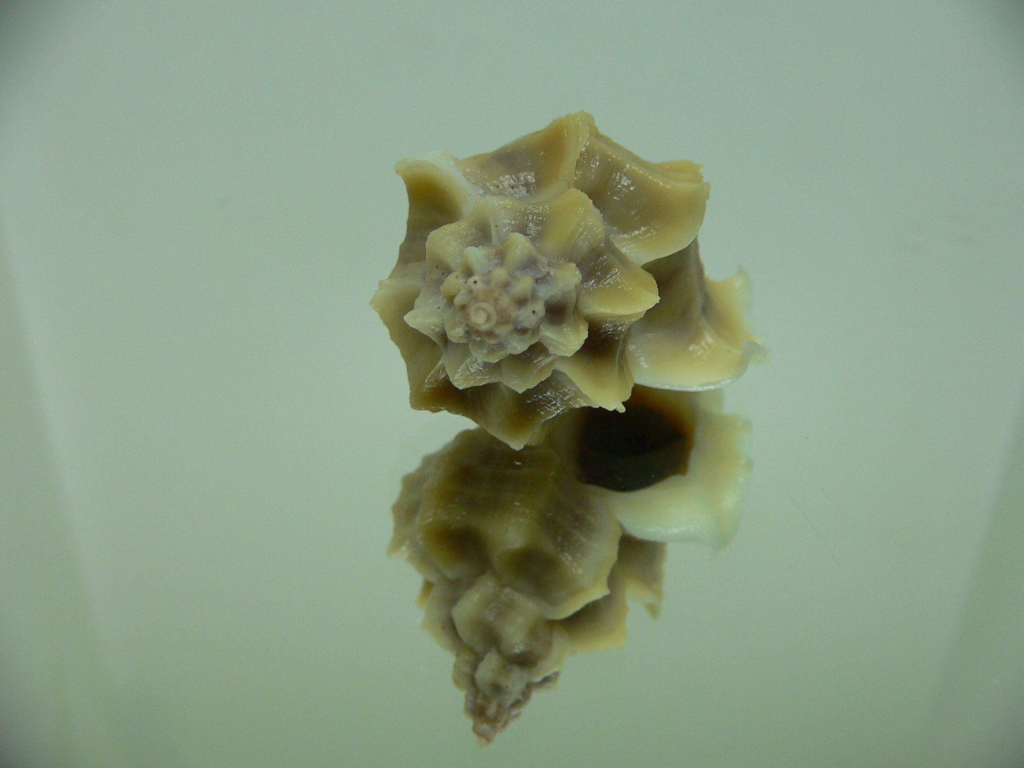 Ocenebra inornata SOUTHERN FORM 4
