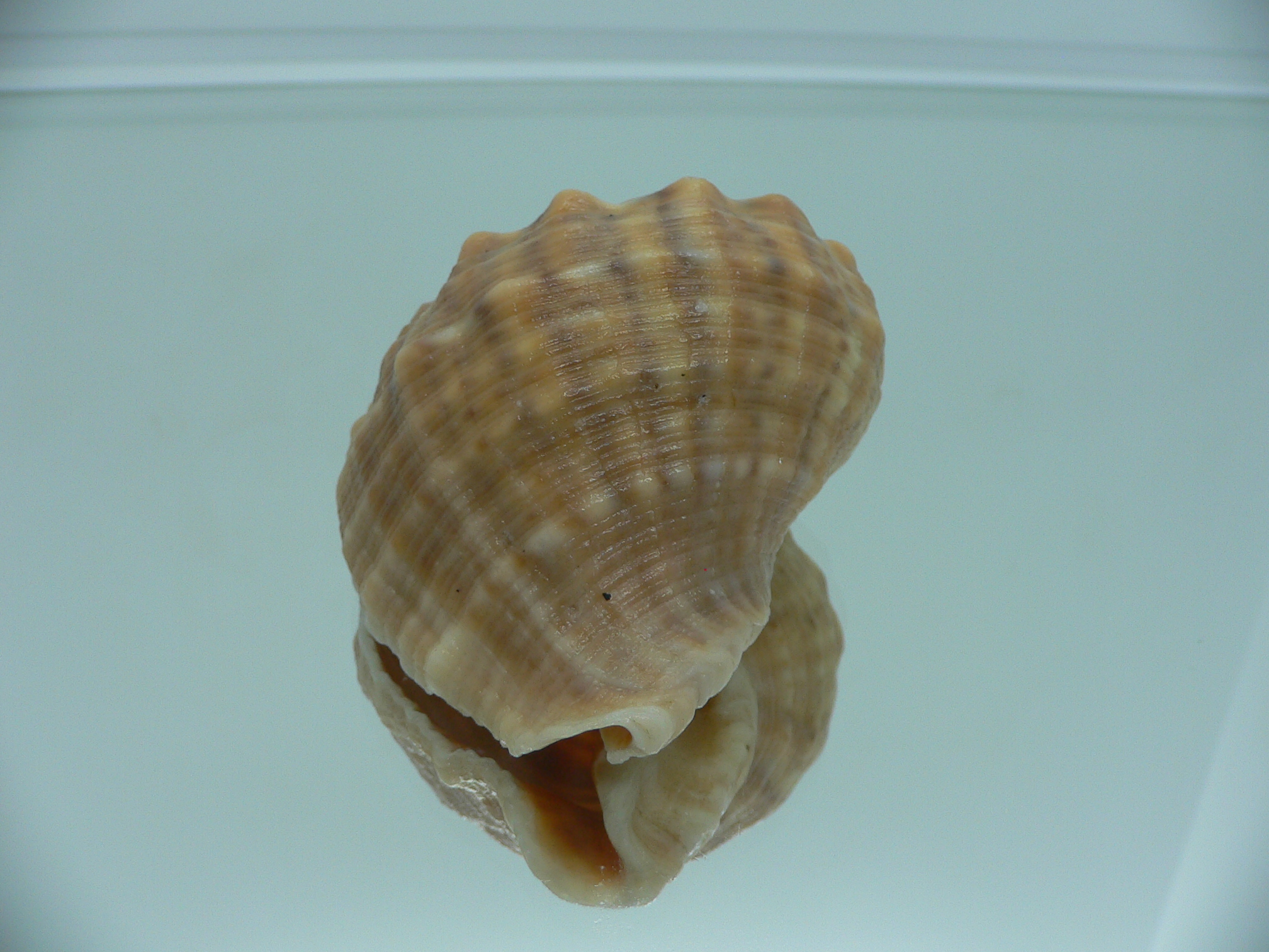 Rapana venosa GLOBOSE