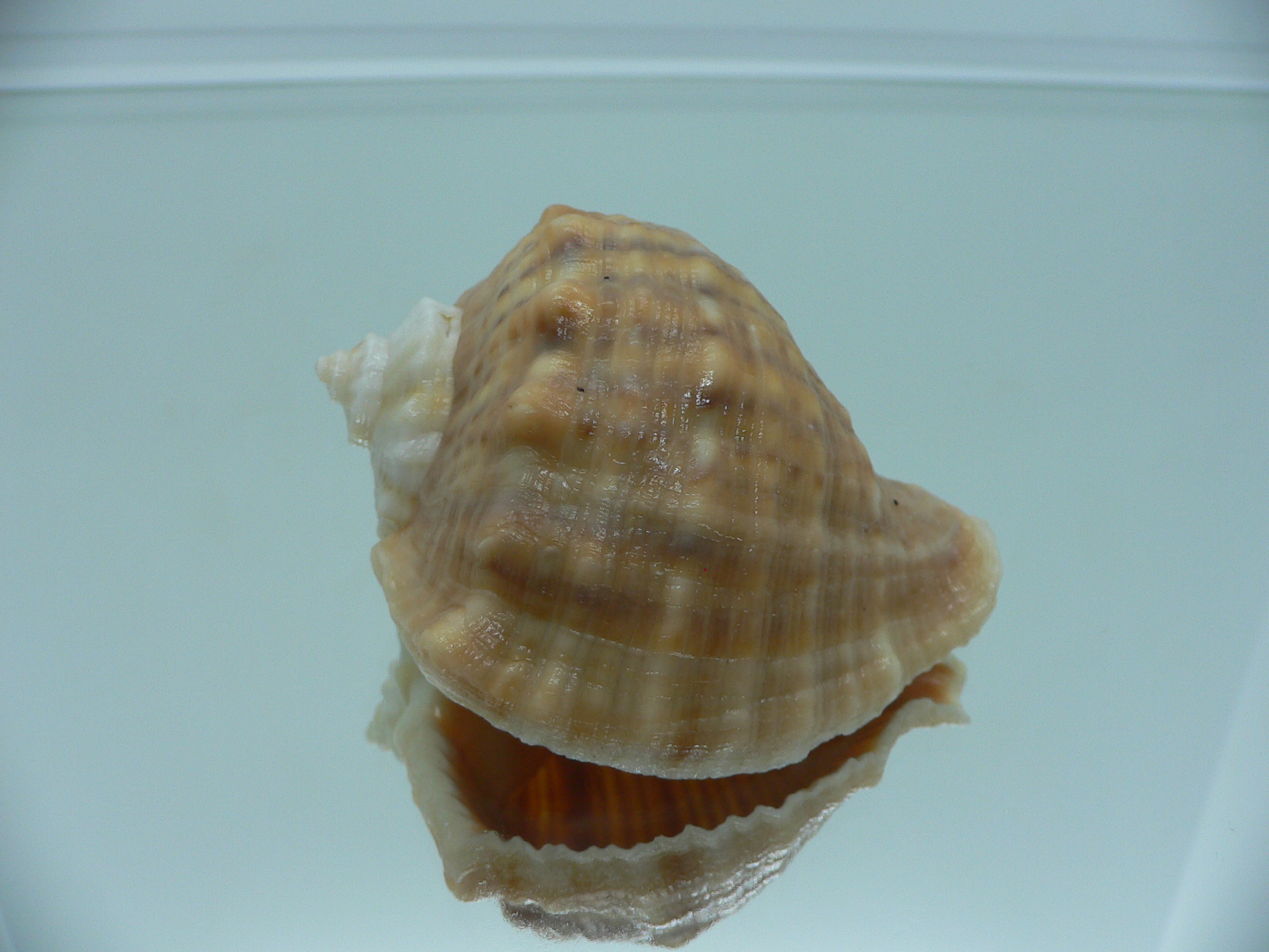 Rapana venosa GLOBOSE