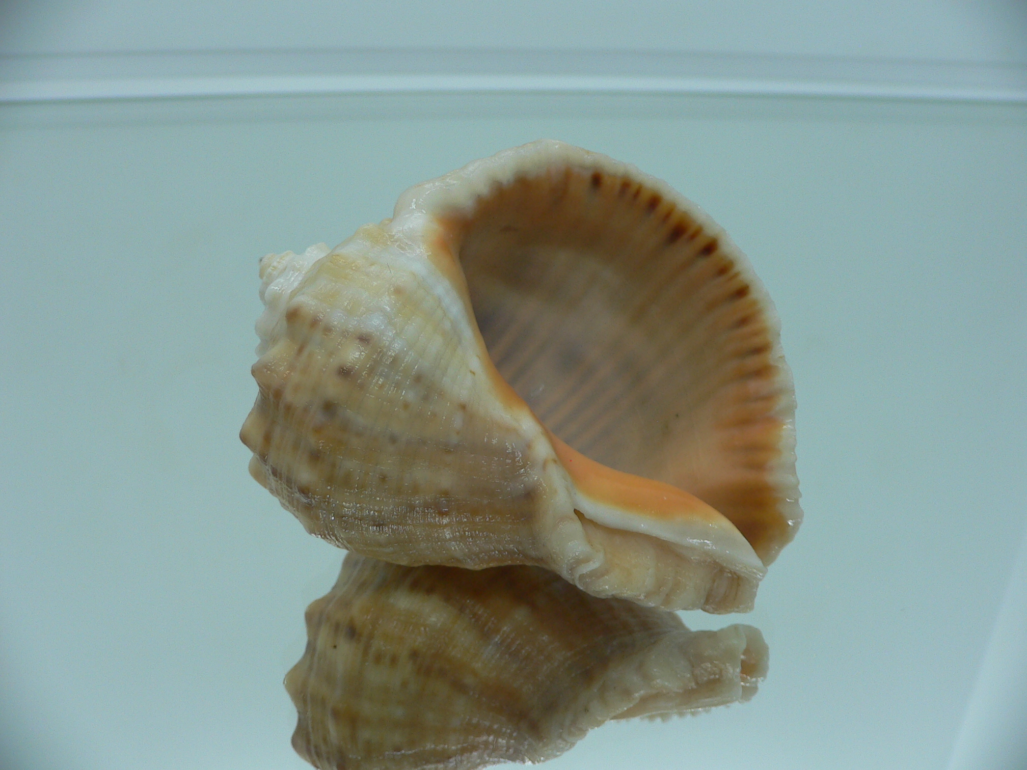 Rapana venosa GLOBOSE