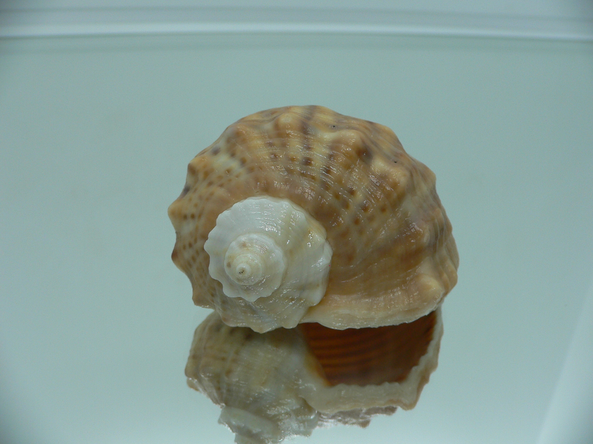 Rapana venosa GLOBOSE