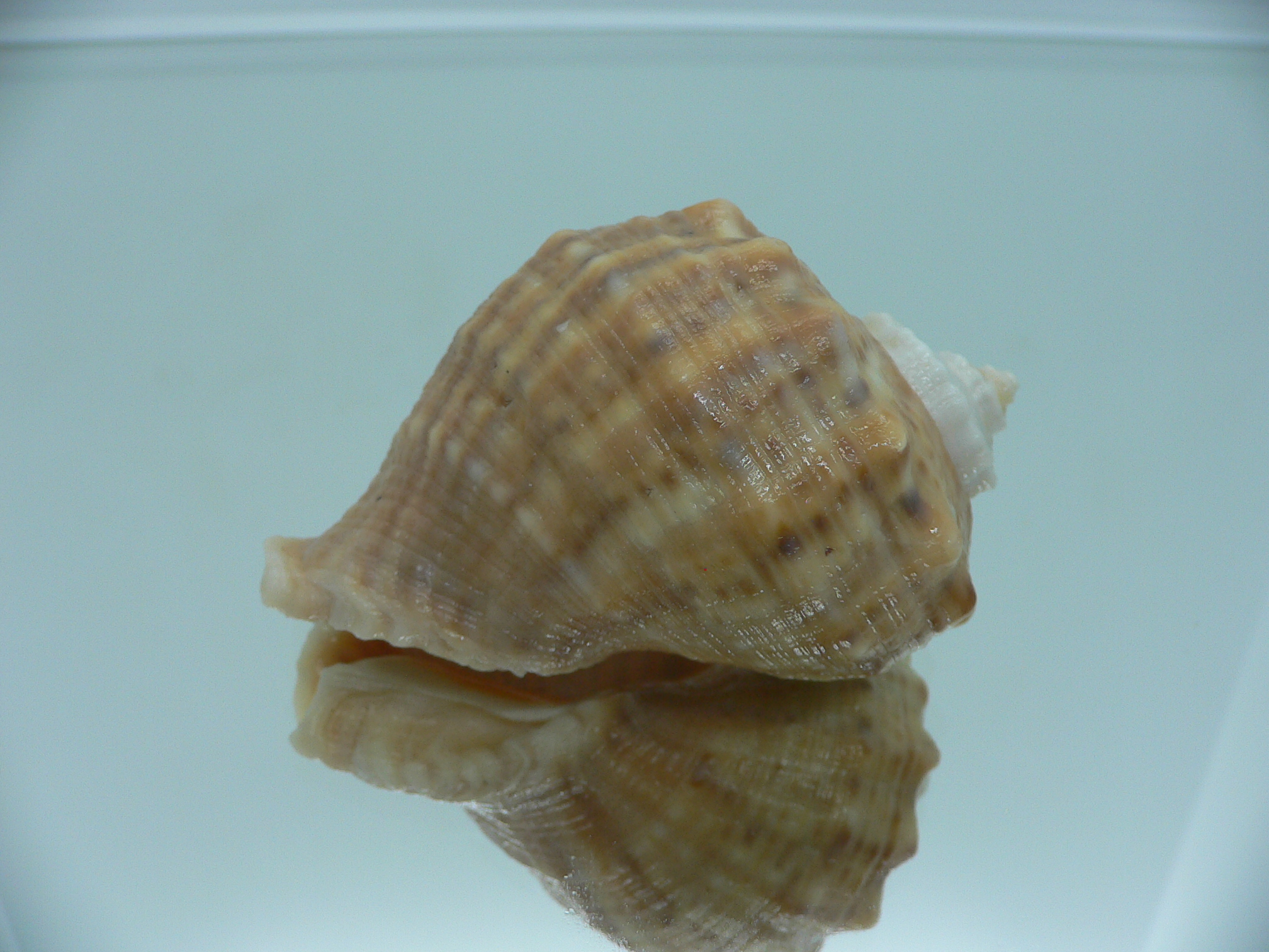 Rapana venosa GLOBOSE