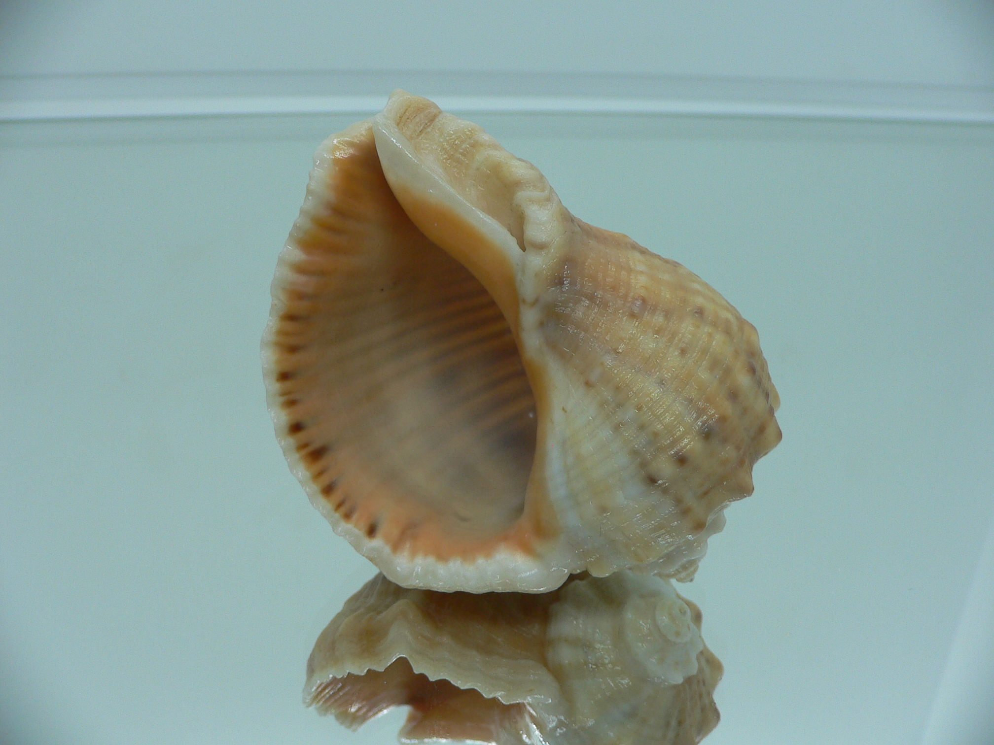 Rapana venosa GLOBOSE