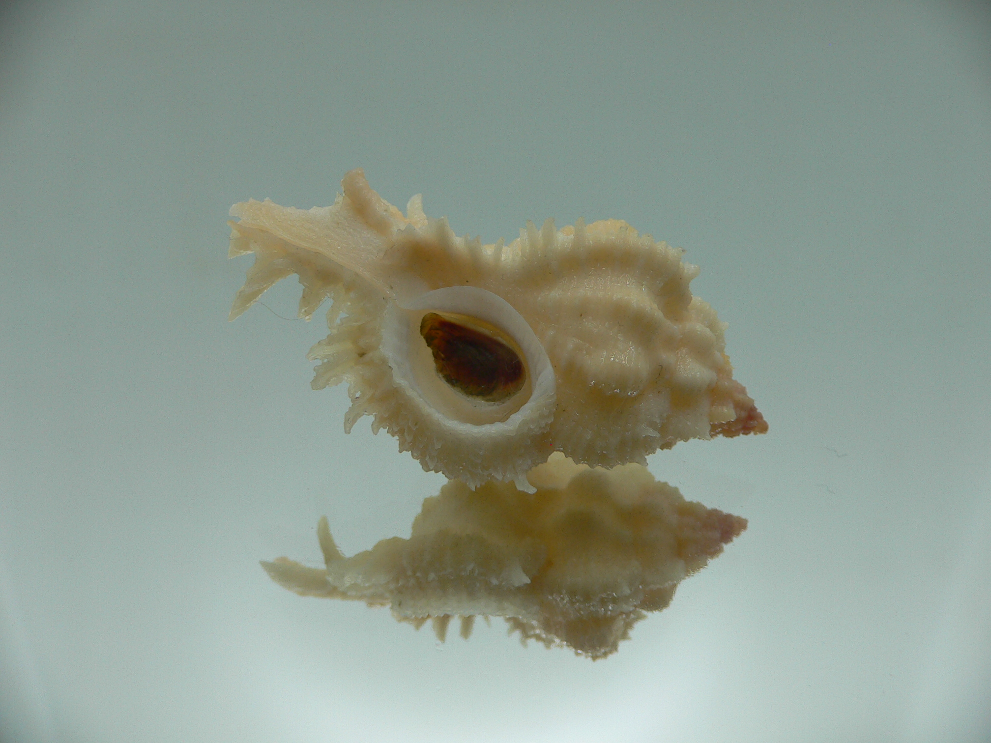 Chicomurex gloriosus IVORY