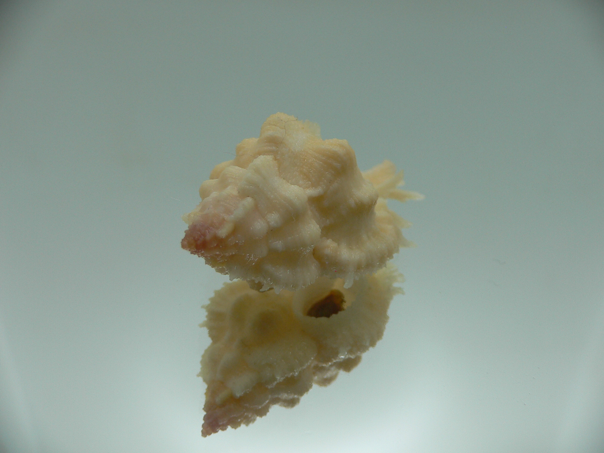 Chicomurex gloriosus IVORY