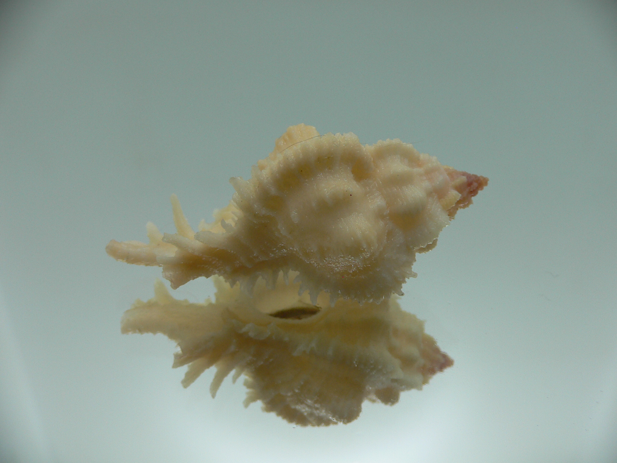 Chicomurex gloriosus IVORY