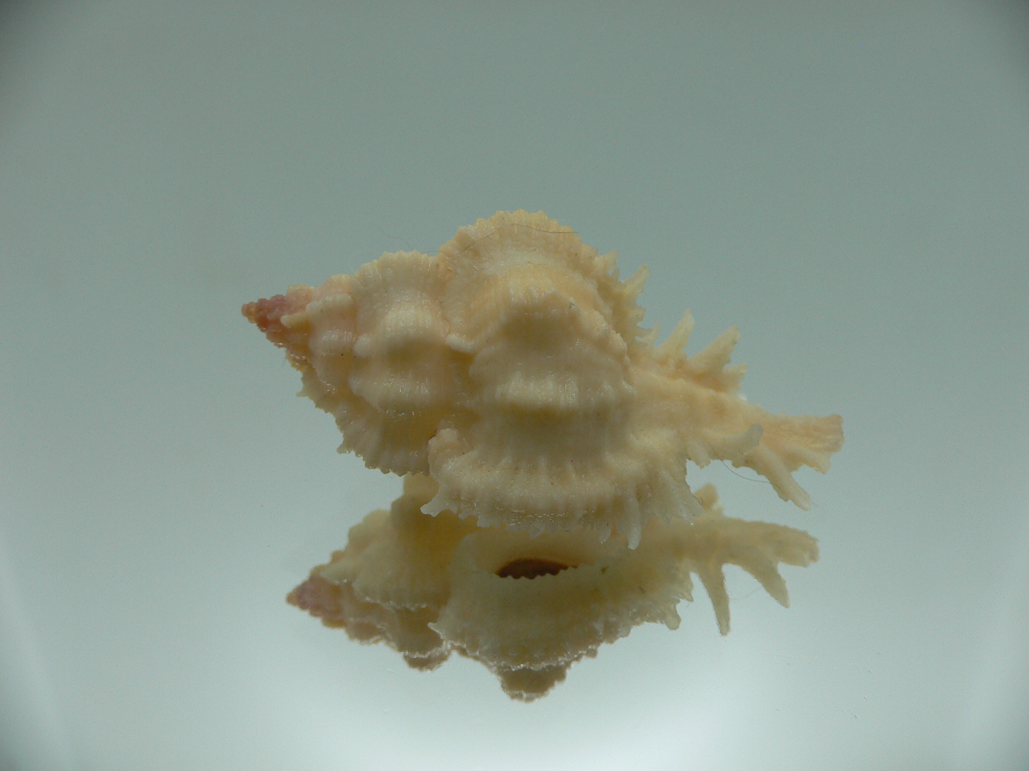 Chicomurex gloriosus IVORY