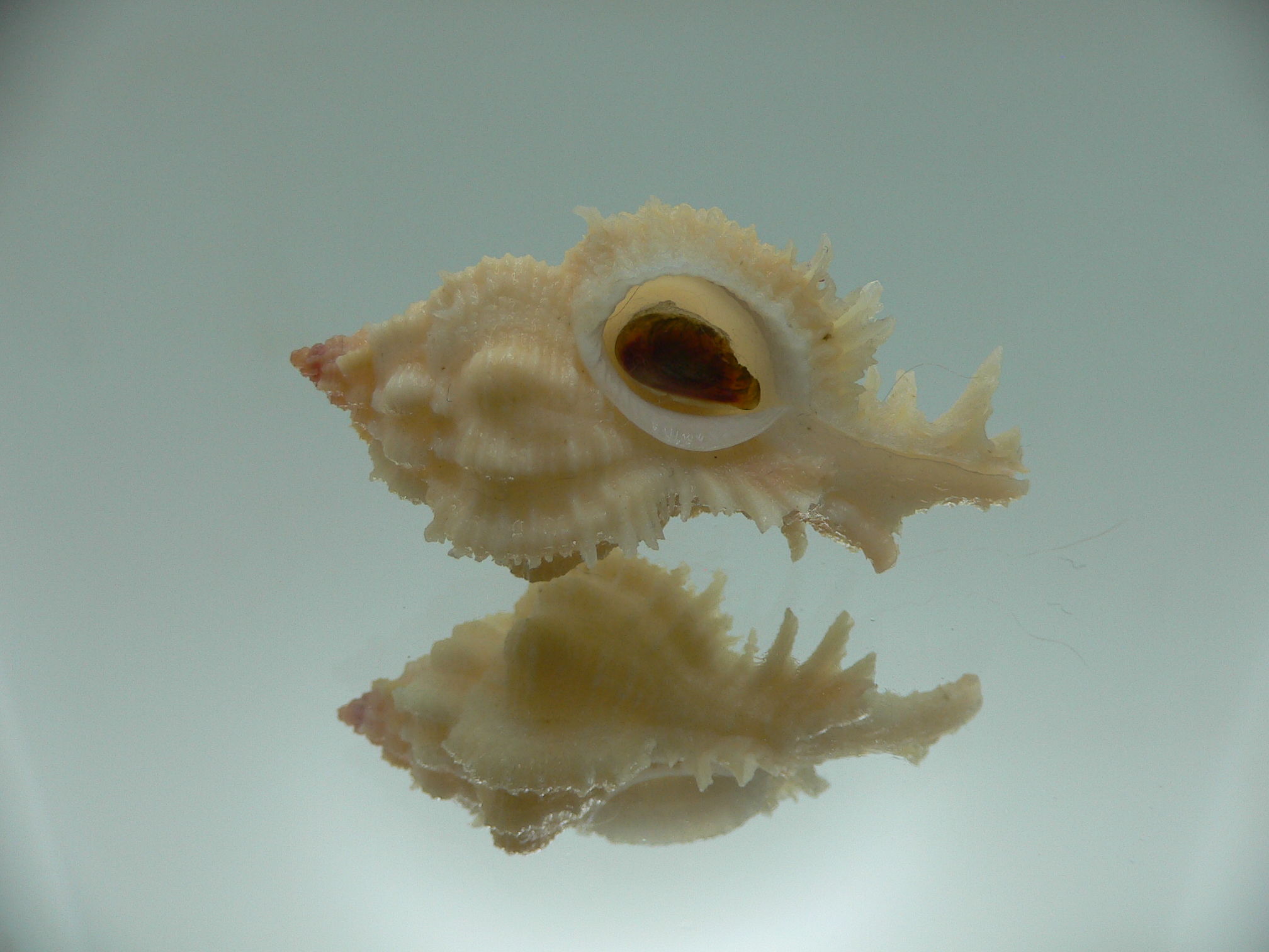 Chicomurex gloriosus IVORY