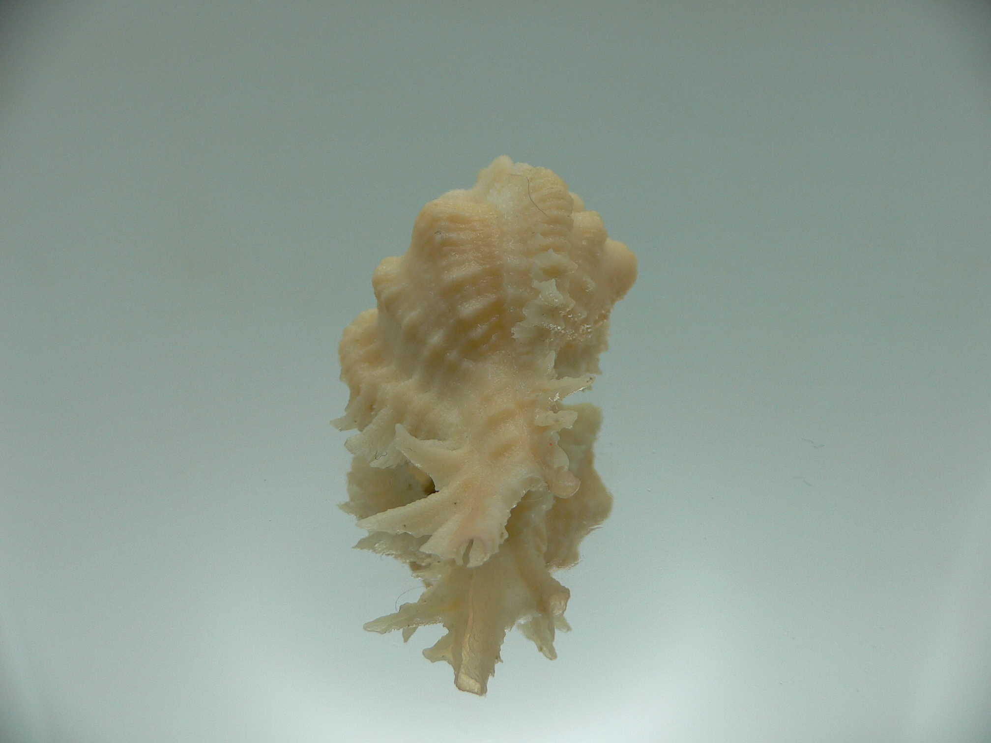 Chicomurex gloriosus IVORY