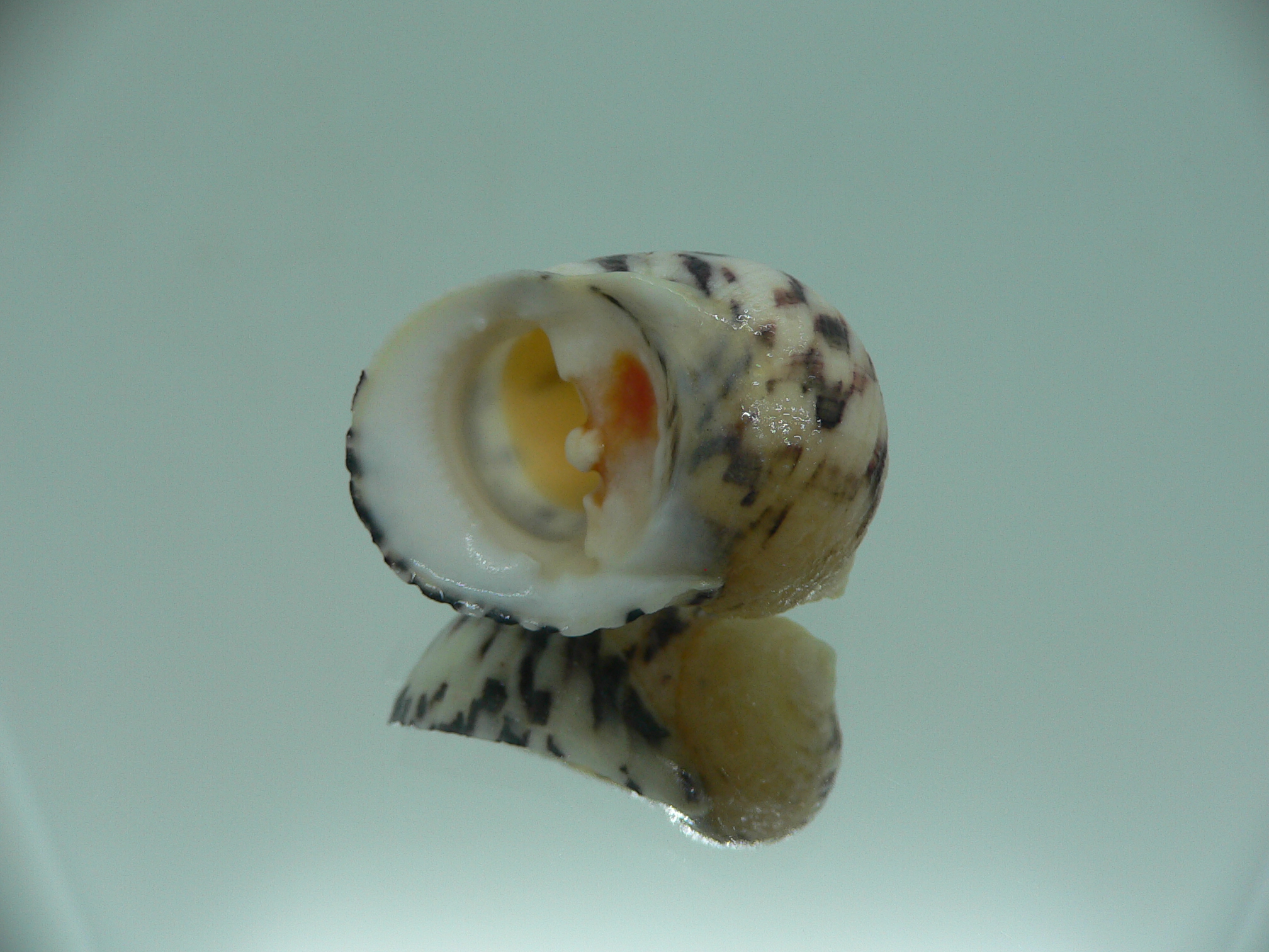 Nerita peloranta RARE & VIOLET ZIGZAG