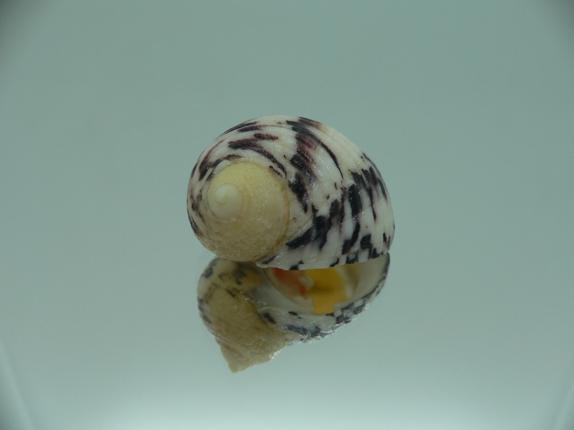 Nerita peloranta RARE & VIOLET ZIGZAG