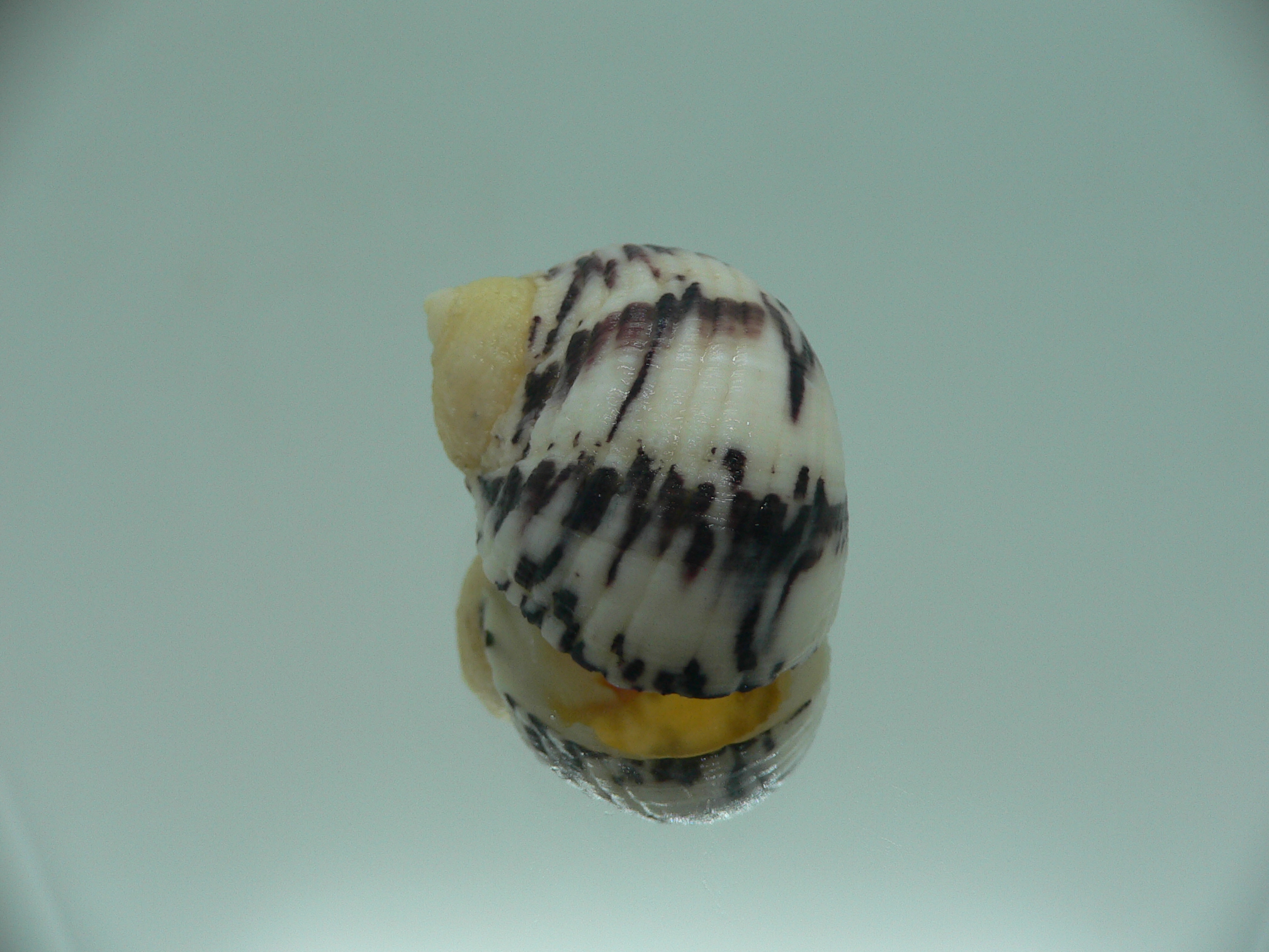 Nerita peloranta RARE & VIOLET ZIGZAG