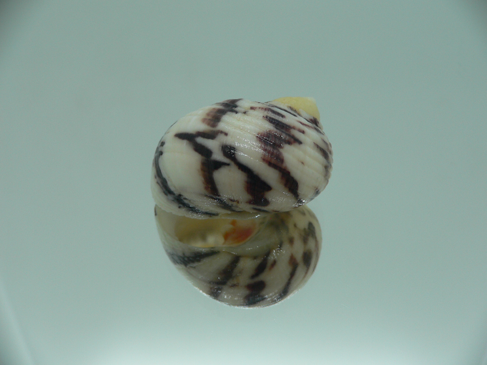 Nerita peloranta RARE & VIOLET ZIGZAG
