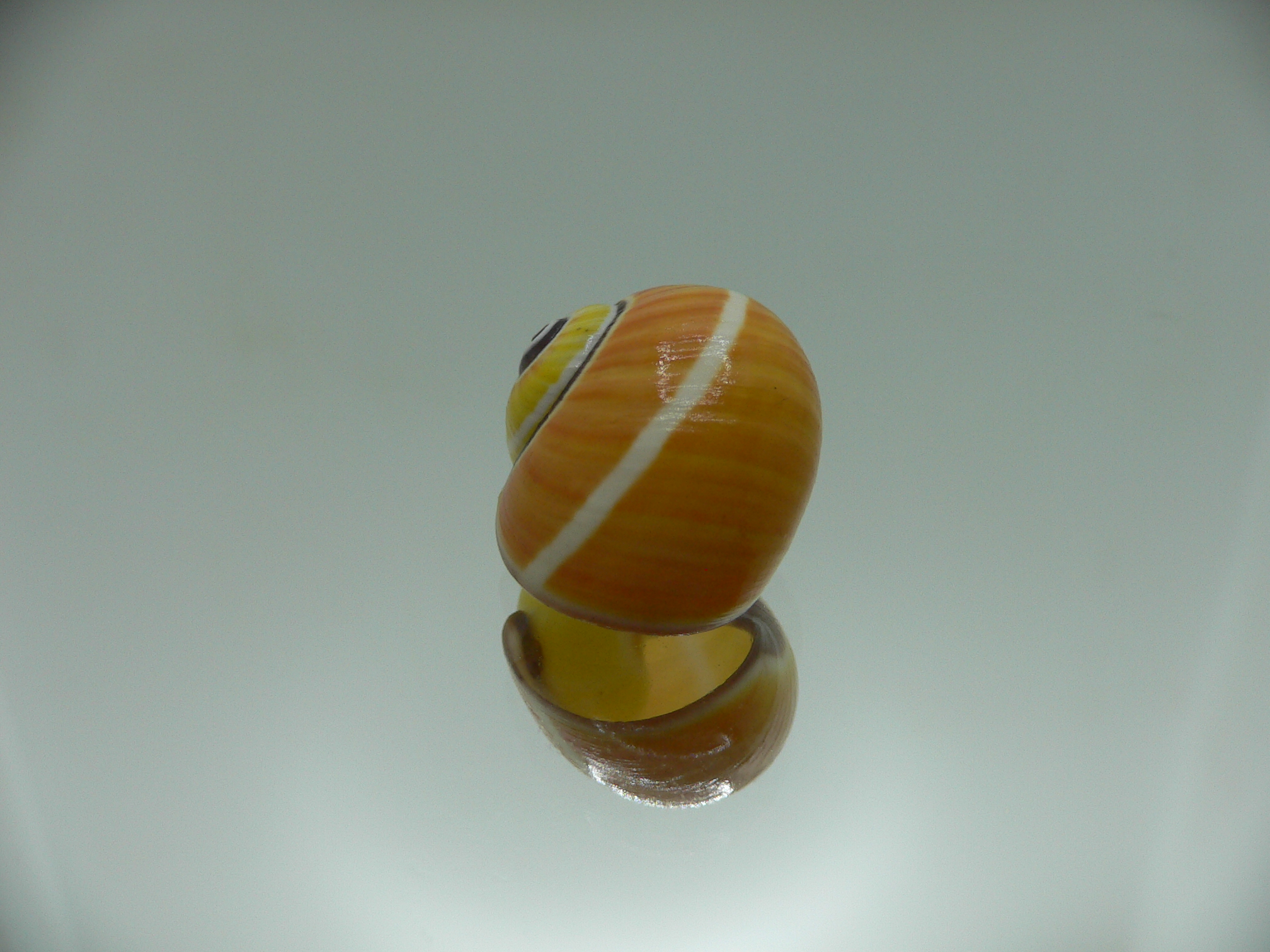 Polymita picta nigrolimbata RARE & SUPER