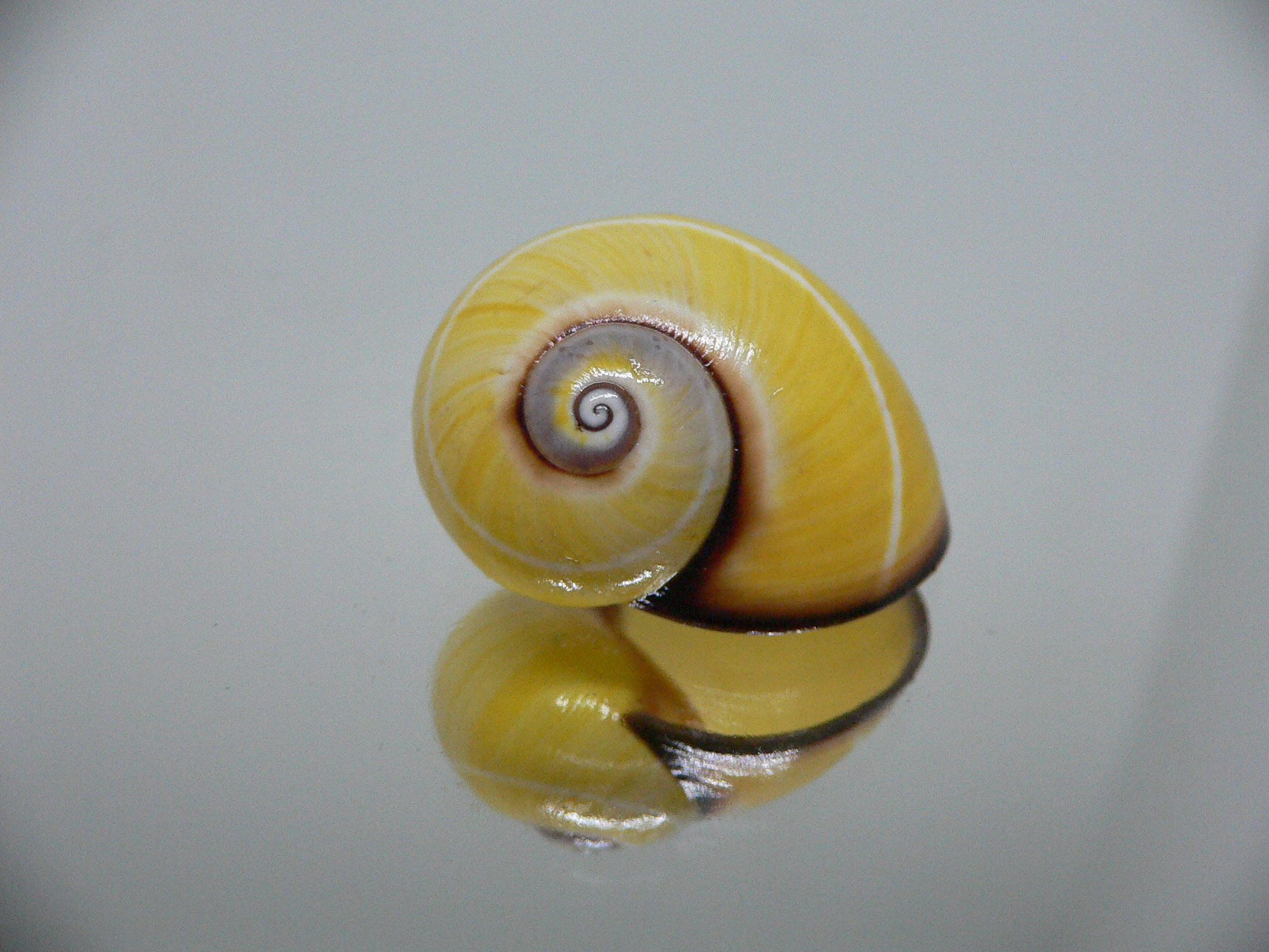 Polymita picta nigrolimbata RARE & SUPER