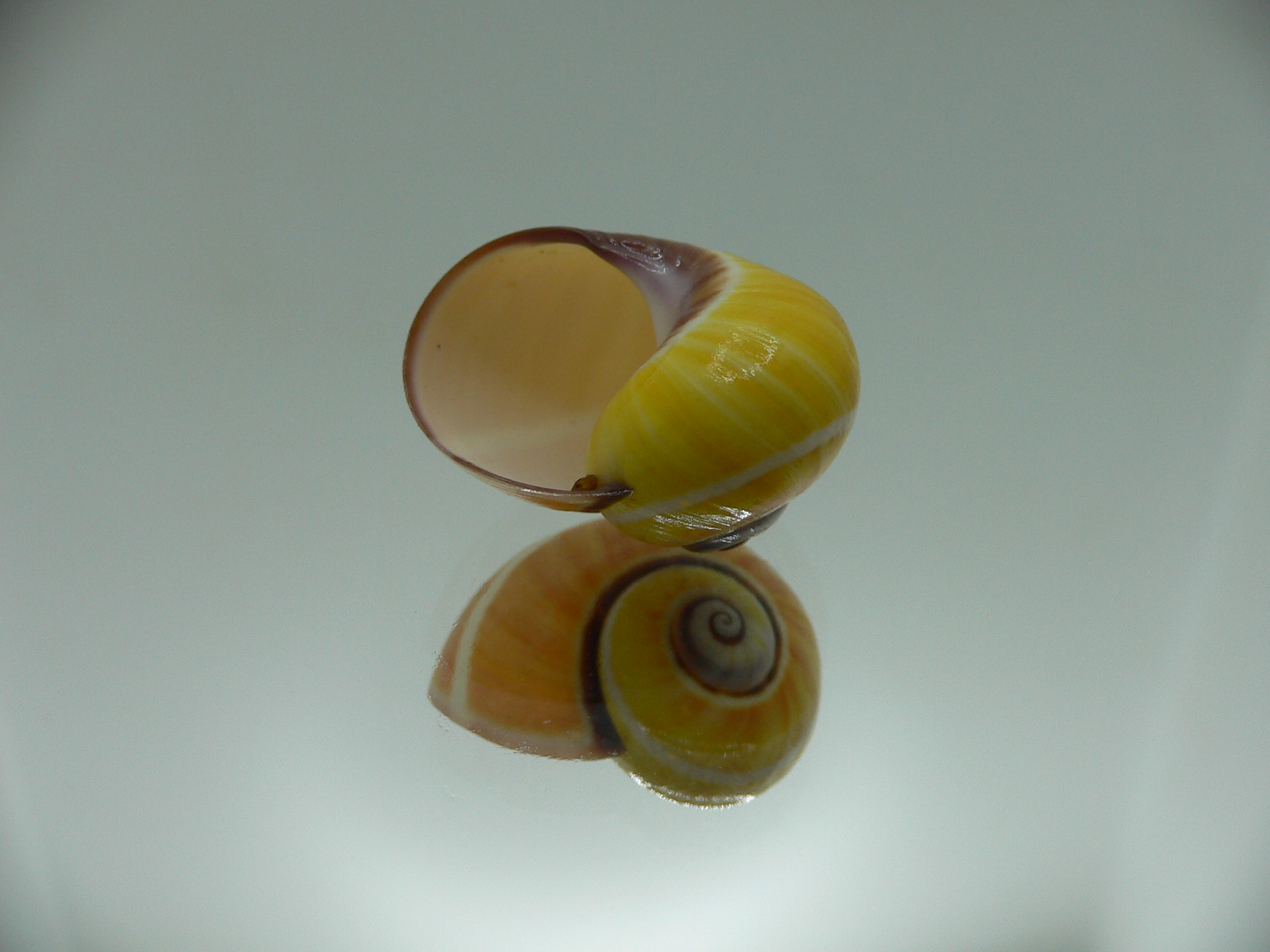 Polymita picta nigrolimbata RARE & SUPER