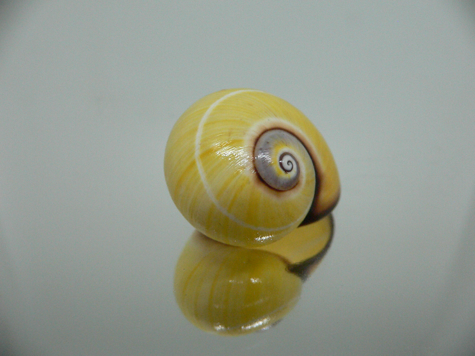 Polymita picta nigrolimbata RARE & SUPER