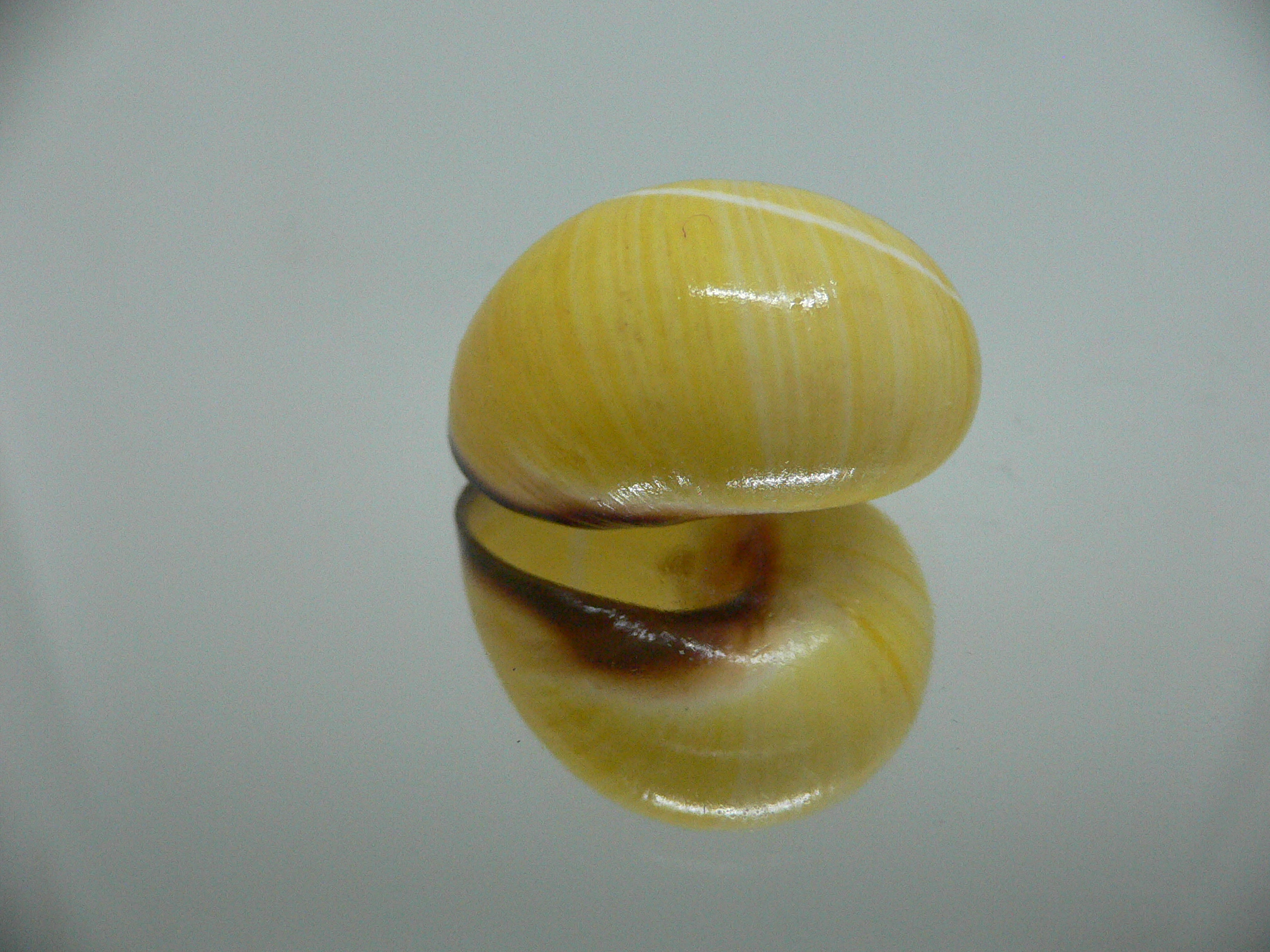 Polymita picta nigrolimbata RARE & SUPER