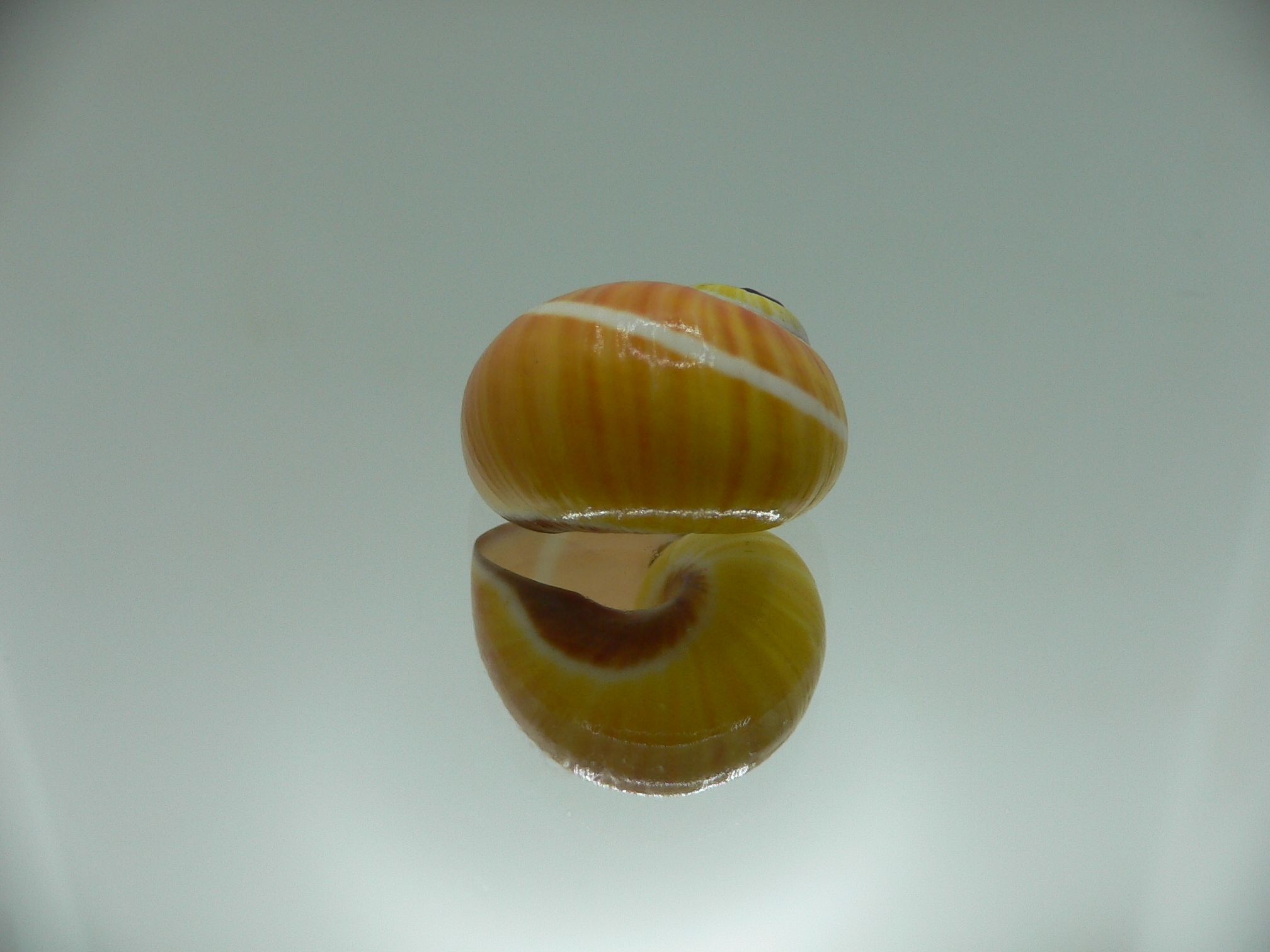 Polymita picta nigrolimbata RARE & SUPER