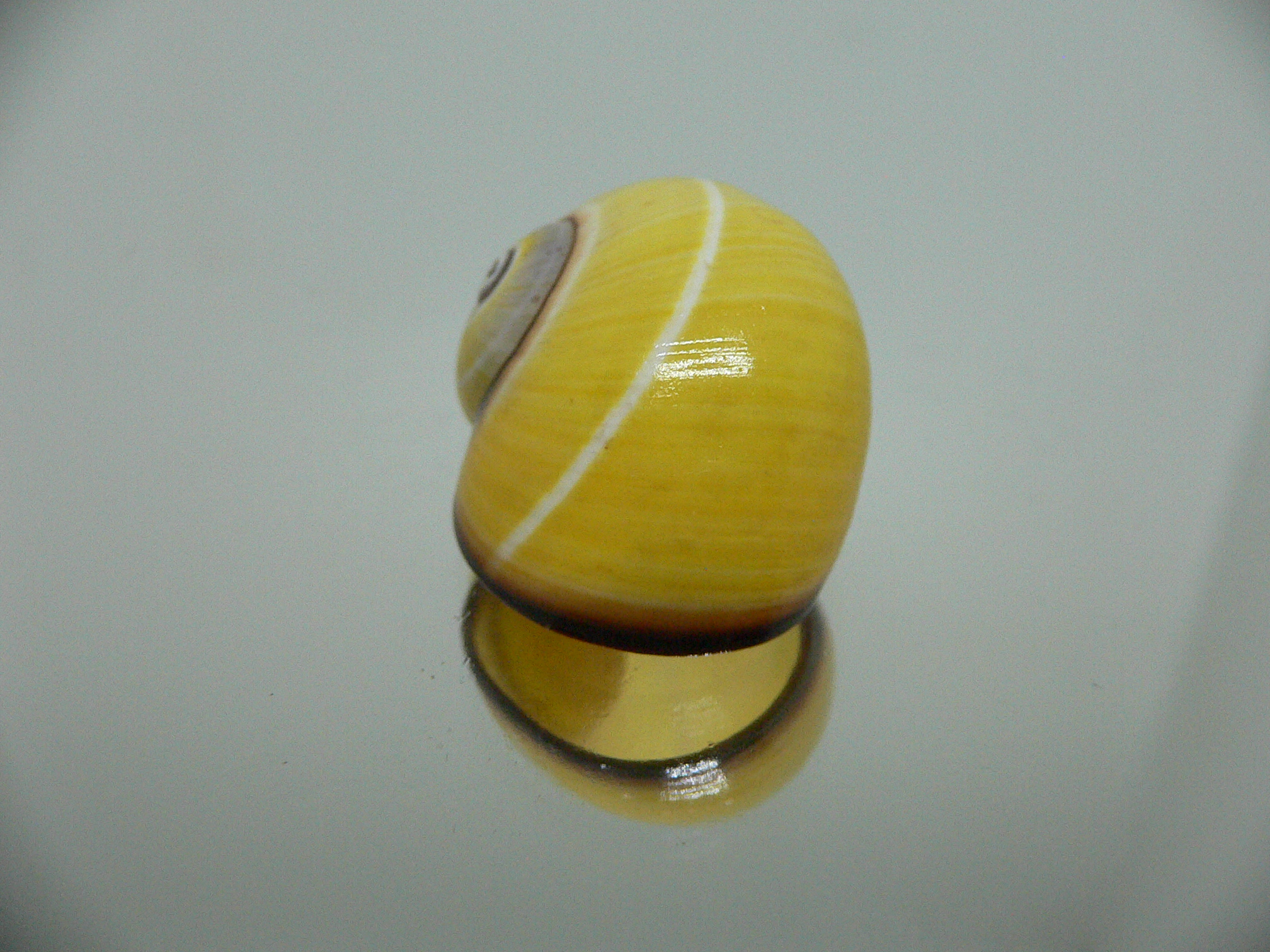 Polymita picta nigrolimbata RARE & SUPER