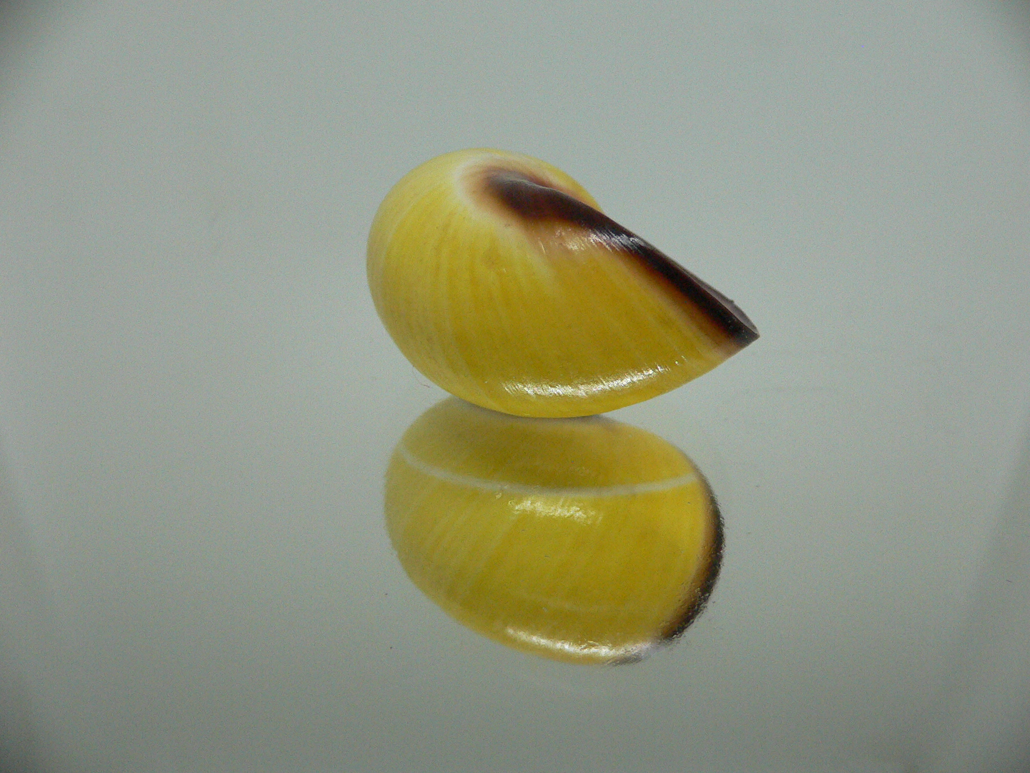 Polymita picta nigrolimbata RARE & SUPER