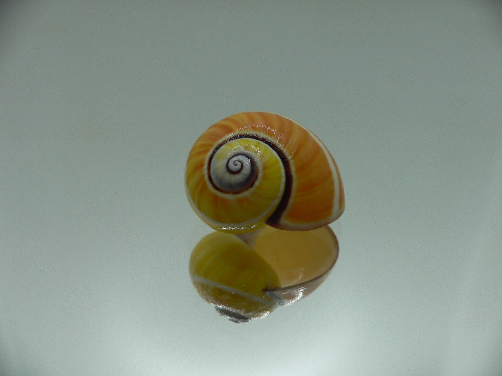 Polymita picta nigrolimbata RARE & SUPER