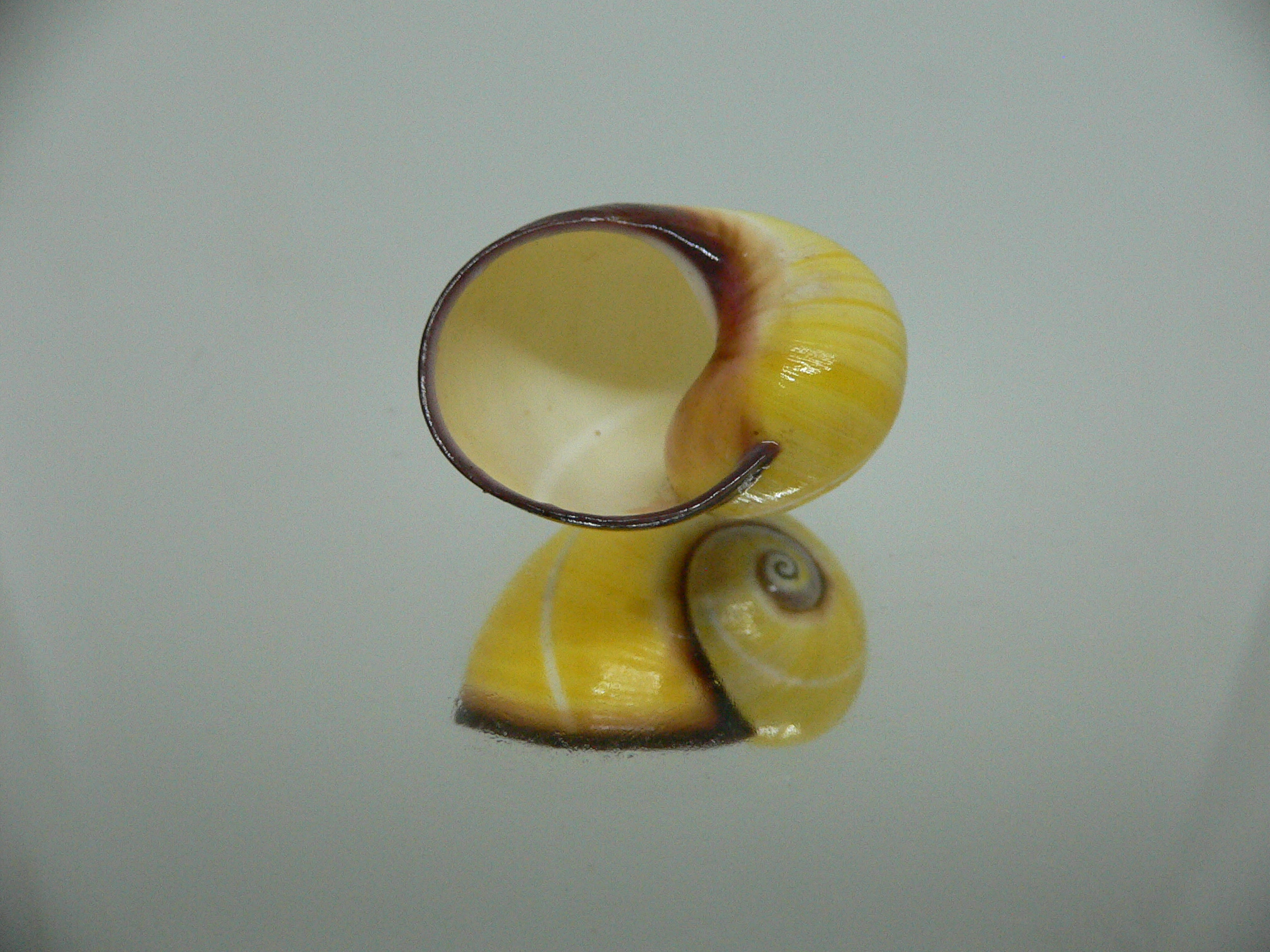 Polymita picta nigrolimbata RARE & SUPER